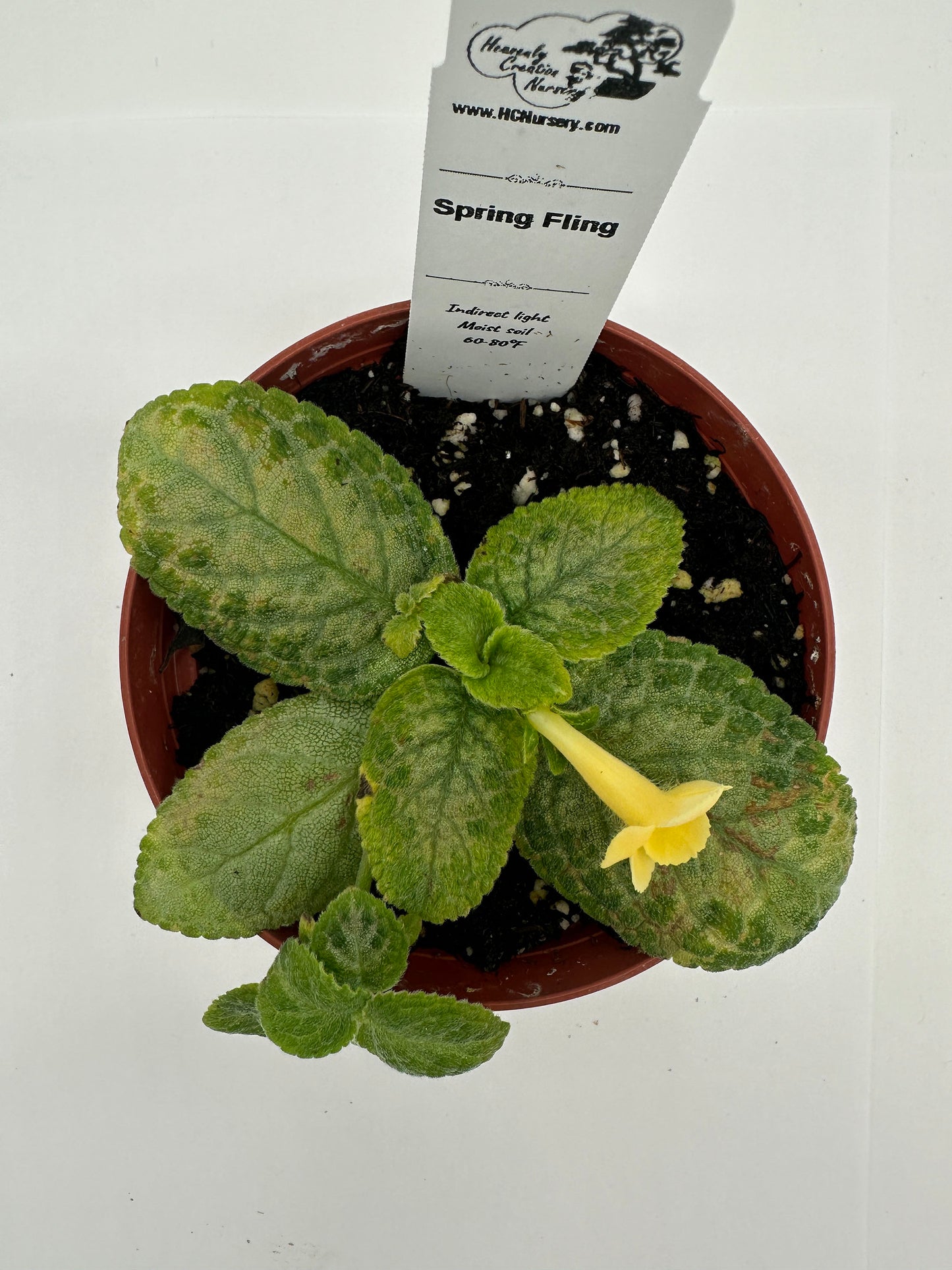 Spring Fling - Live Episcia 4" (Elite)