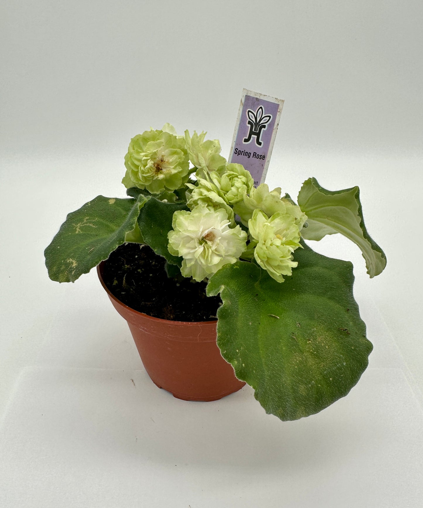 Spring Rose - Live African Violet 4"