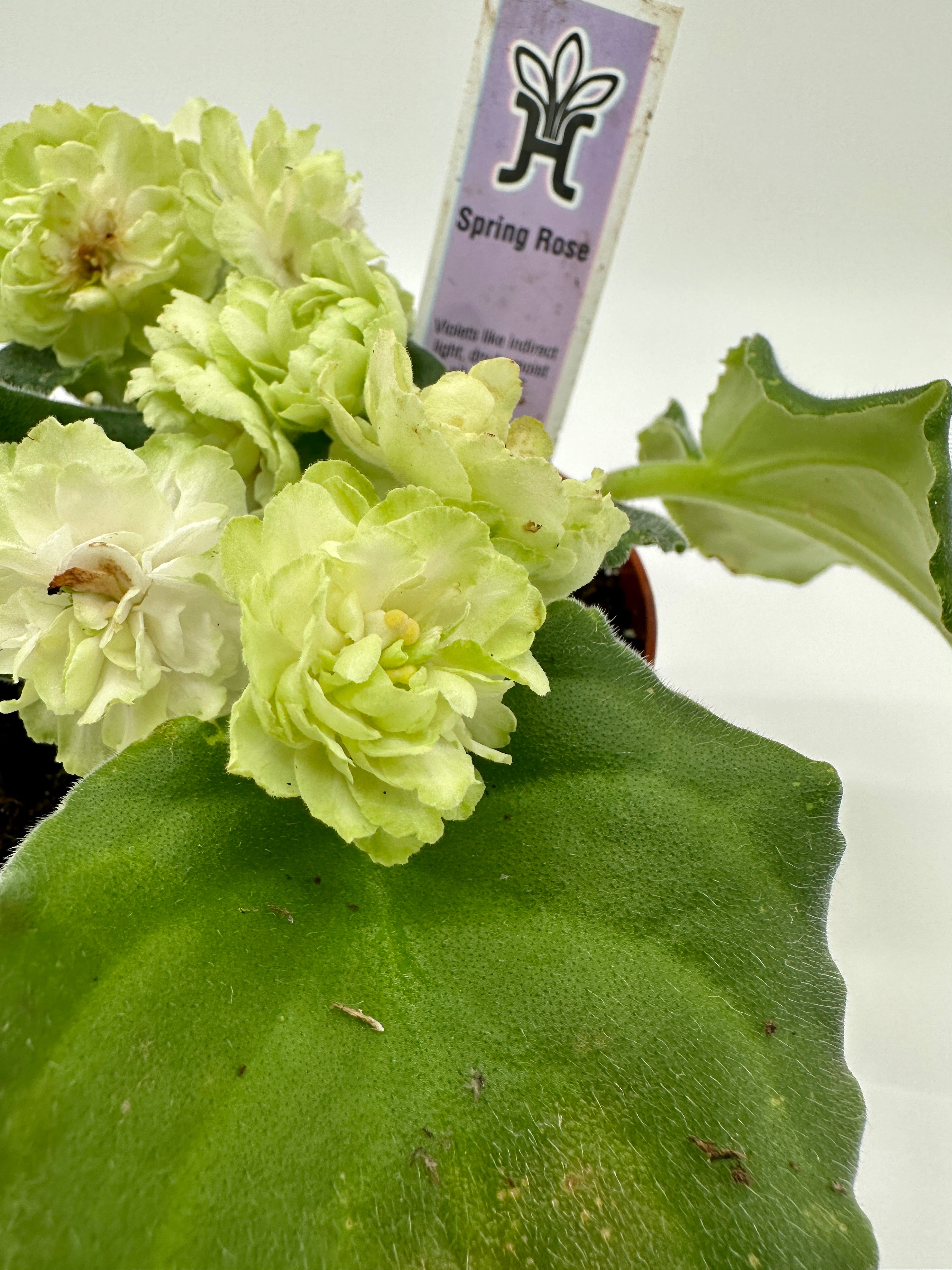 Spring Rose - Live African Violet 4