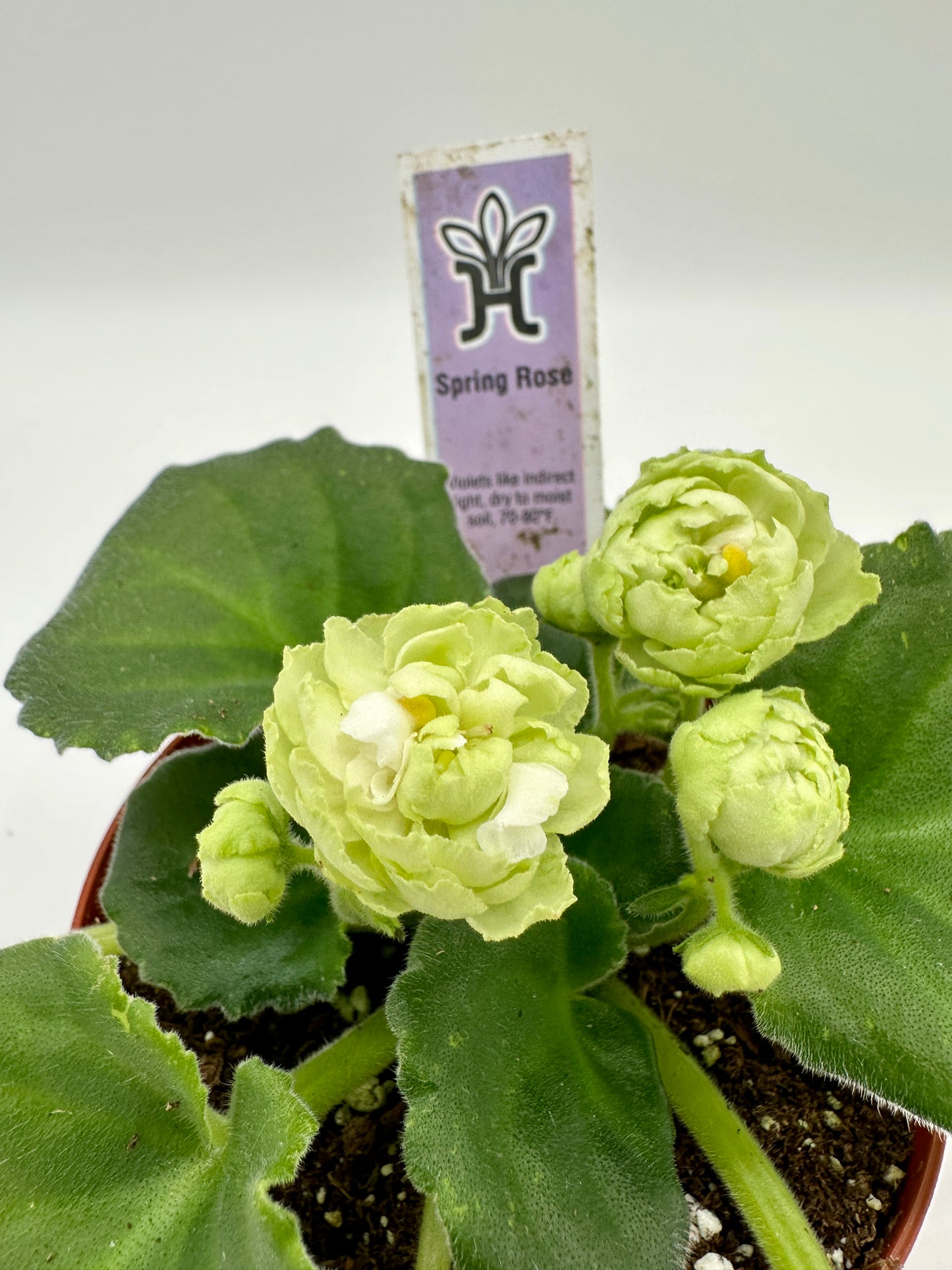 Spring Rose - Live African Violet 4"