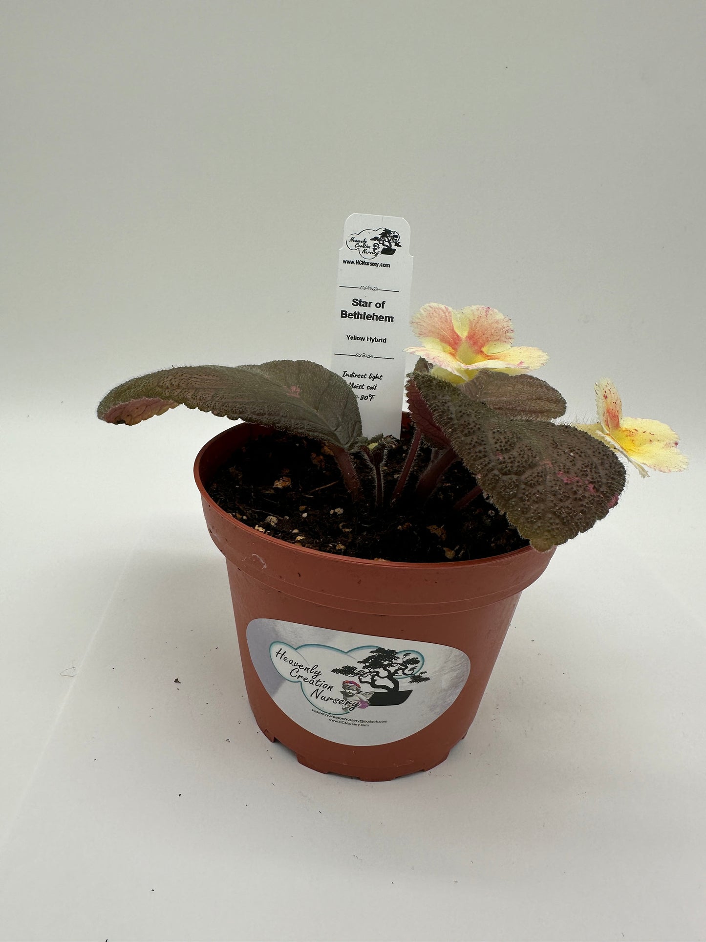 Star of Bethlehem - Yellow Hybrid - Live Episcia 4"