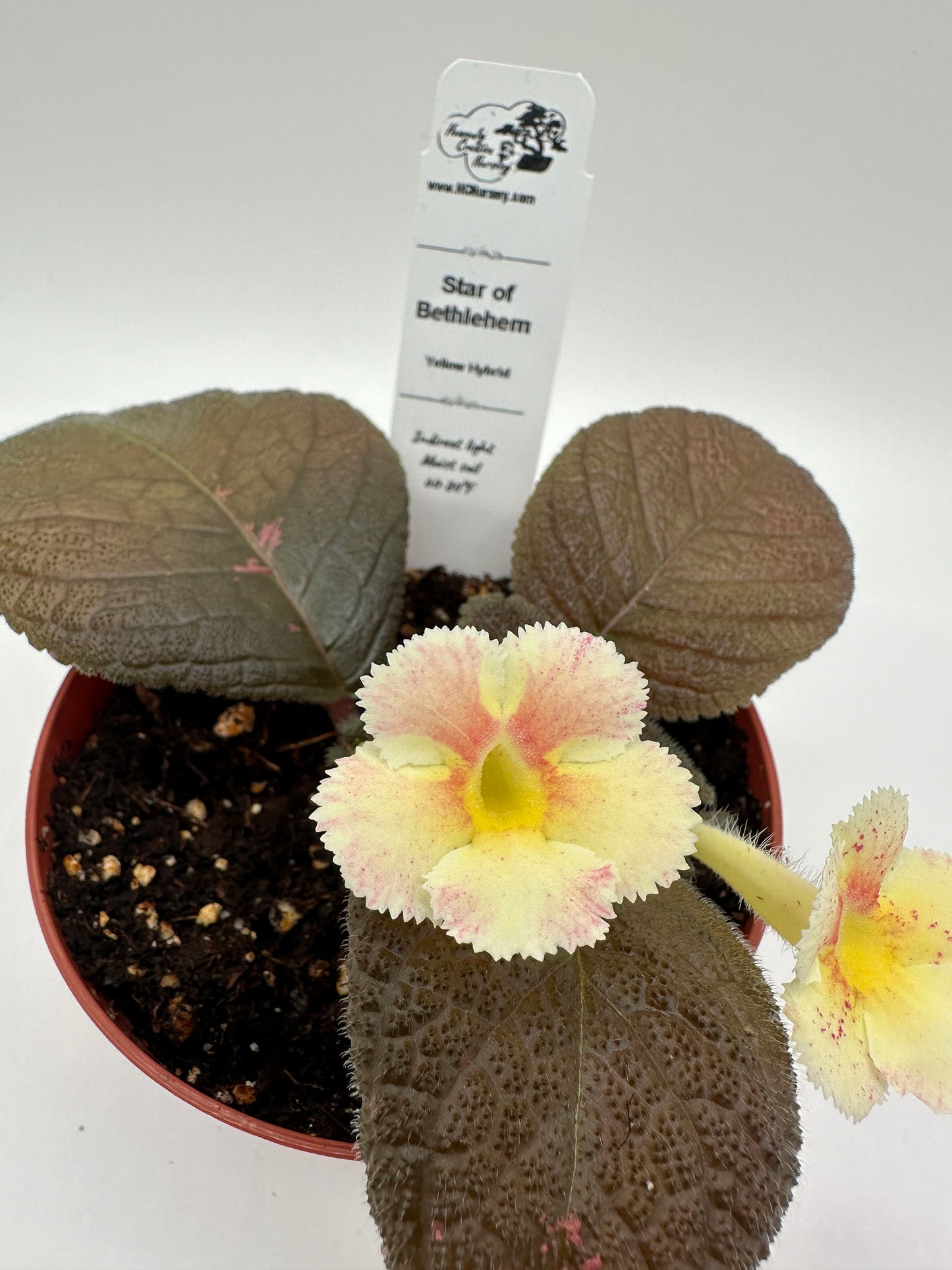 Star of Bethlehem - Yellow Hybrid - Live Episcia 4"