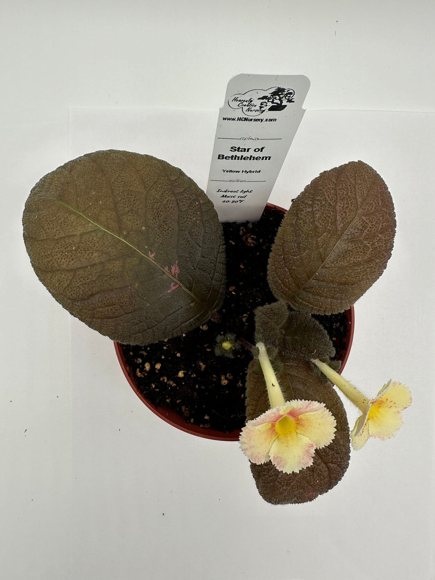 Star of Bethlehem - Yellow Hybrid - Live Episcia 4"