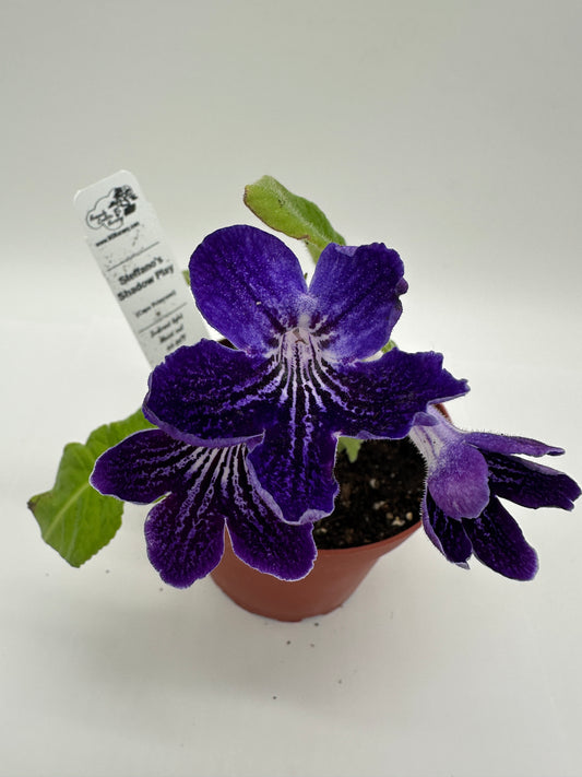 Steffano's Shadow Play Streptocarpus (Cape Primrose) Live Plant in 4" nursery pot