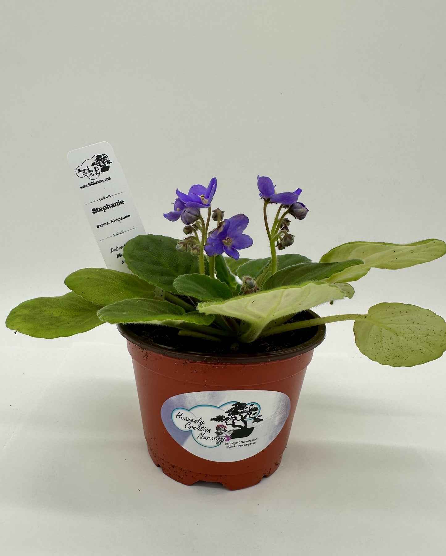 Stephanie - Live African Violet 4" - Series: Rhapsodie