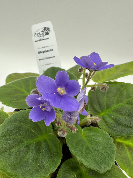 Stephanie - Live African Violet 4" - Series: Rhapsodie