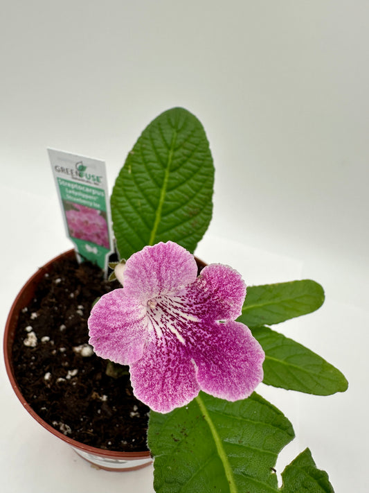 Strawberry Ice Streptocarpus Ladyslipper (Cape Primrose) Live Plant in 4" nursery pot