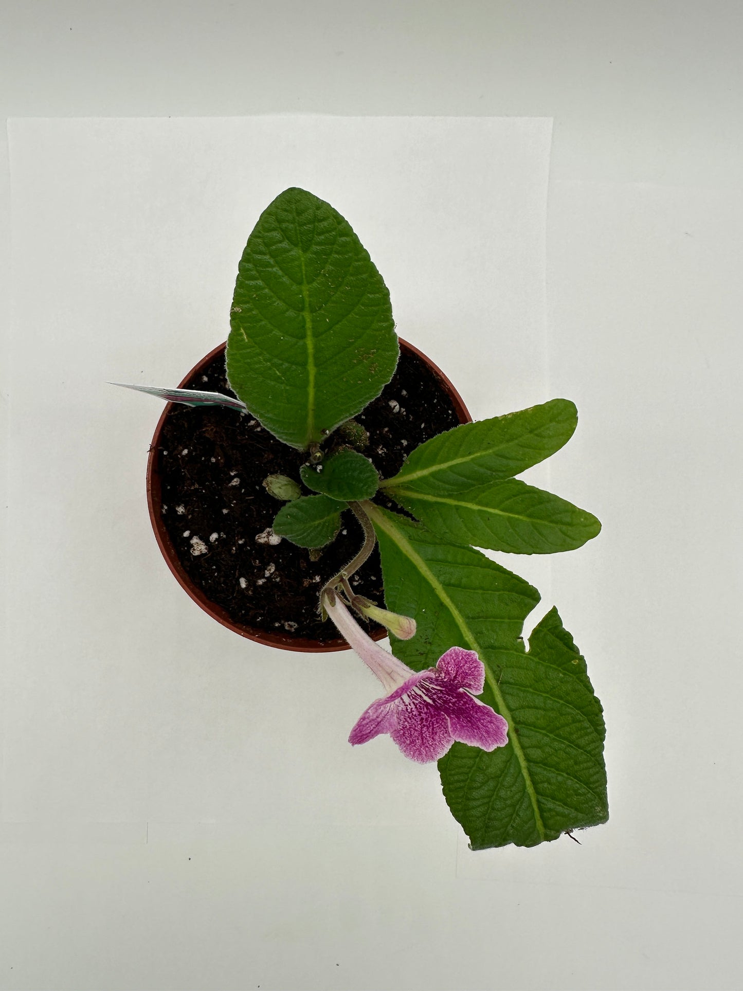 Strawberry Ice Streptocarpus Ladyslipper (Cape Primrose) Live Plant in 4" nursery pot