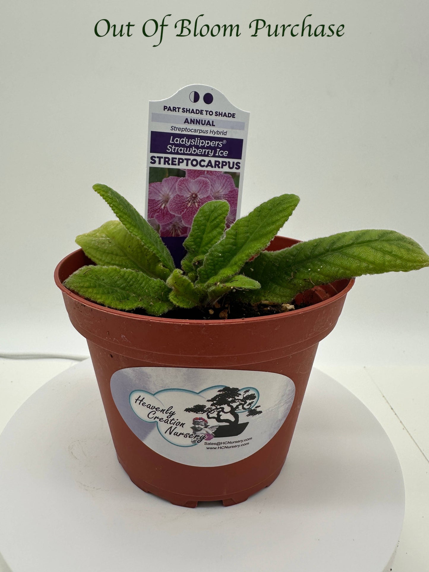 Strawberry Ice Streptocarpus Ladyslipper (Cape Primrose) Live Plant in 4" nursery pot