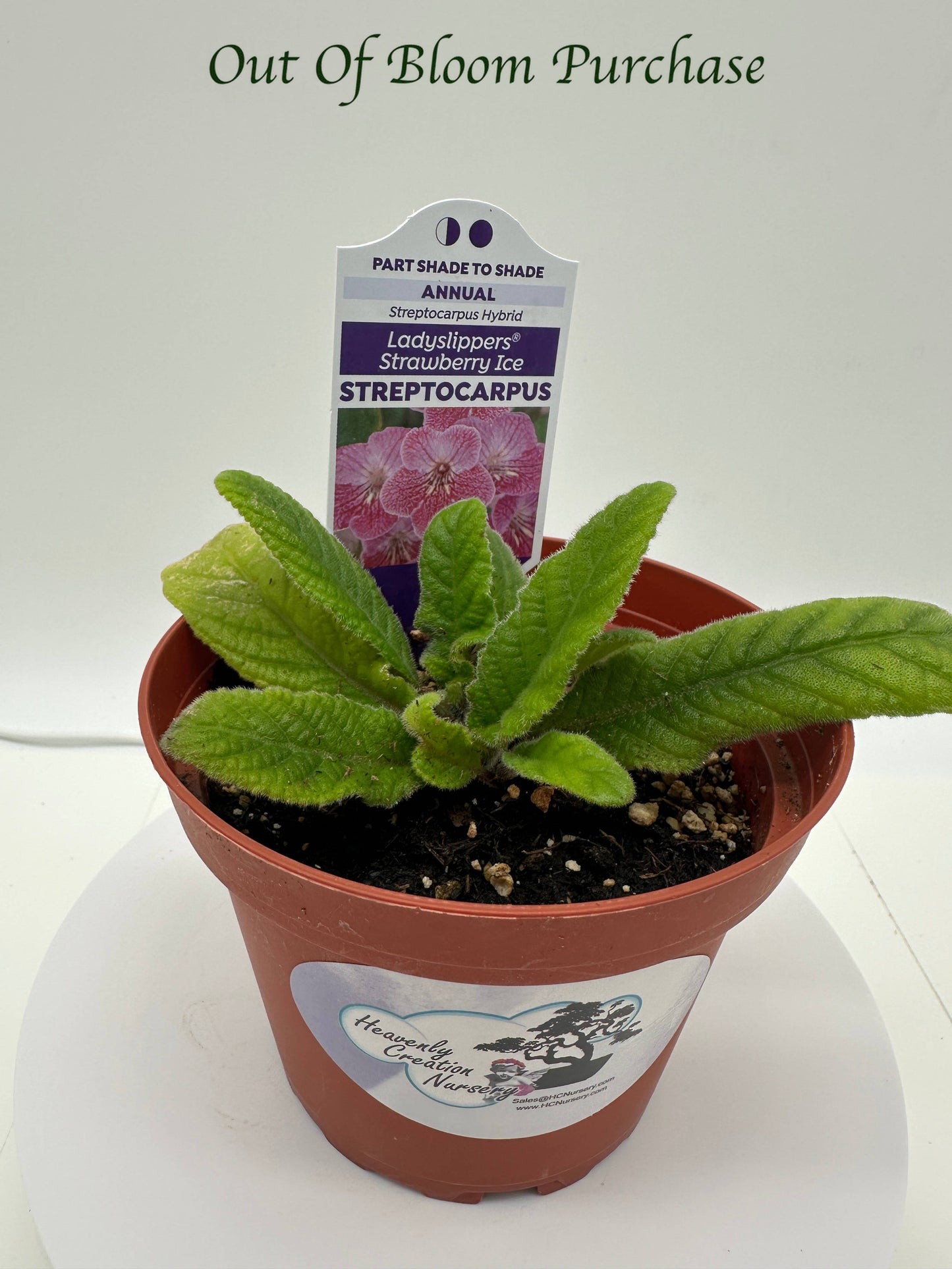 Strawberry Ice Streptocarpus Ladyslipper (Cape Primrose) Live Plant in 4" nursery pot