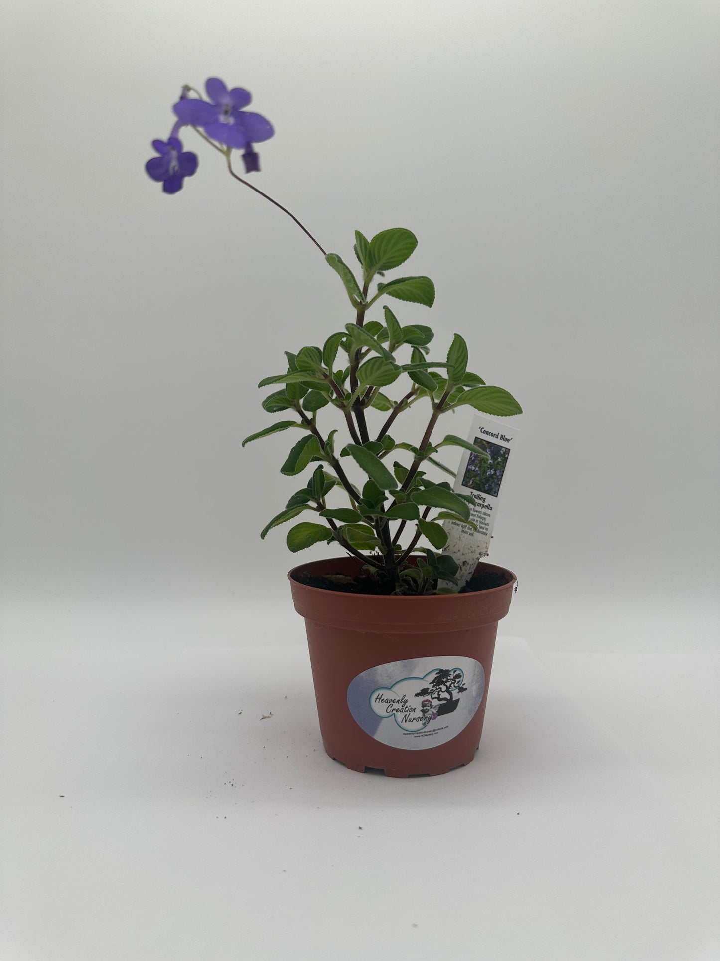 Streptocarpella Concord Blue - Live Plant 4"