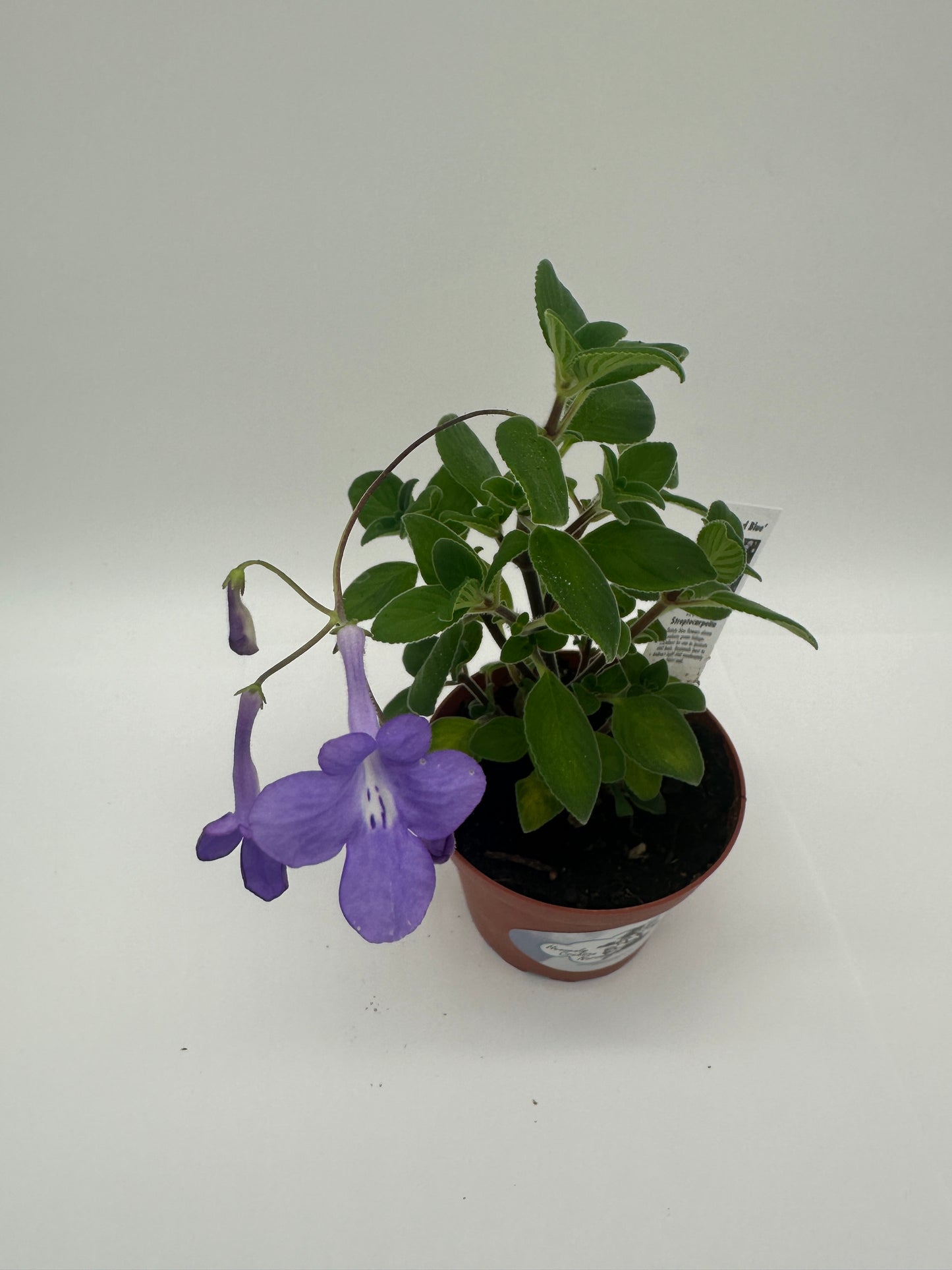 Streptocarpella Concord Blue - Live Plant 4"