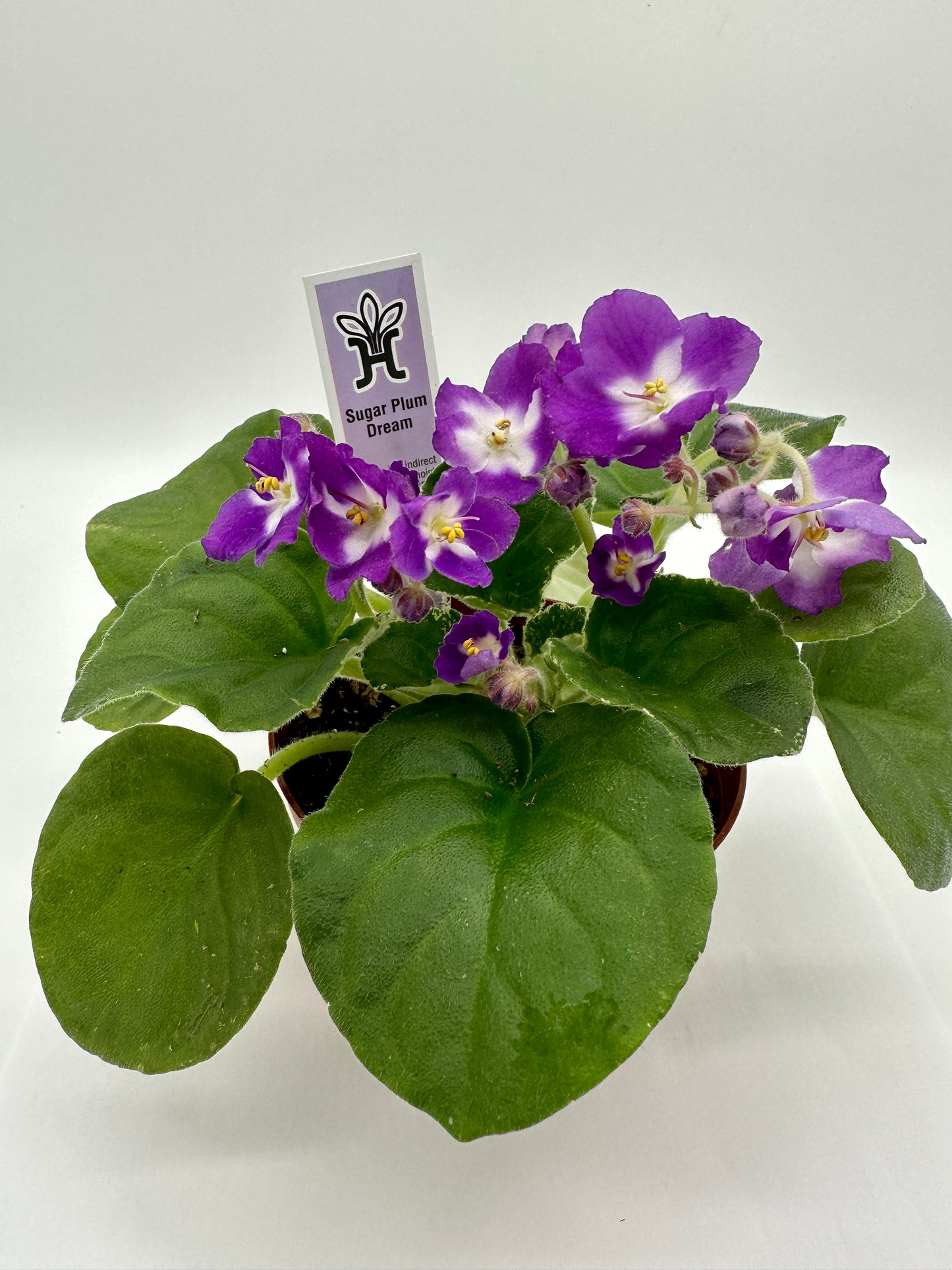 Sugar Plum Dream - Live African Violet 4"