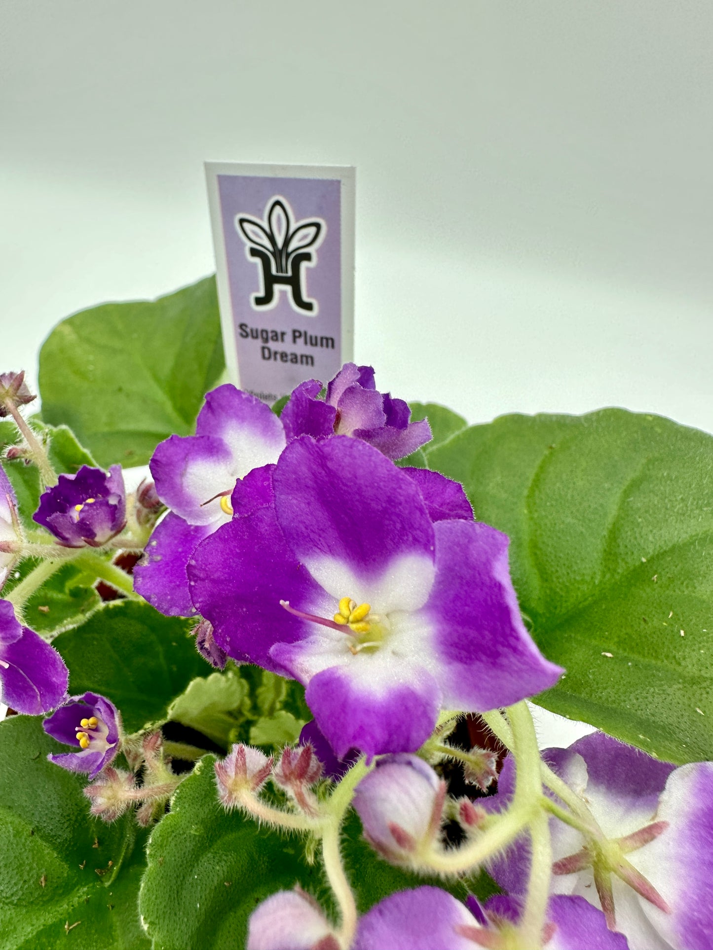 Sugar Plum Dream - Live African Violet 4"