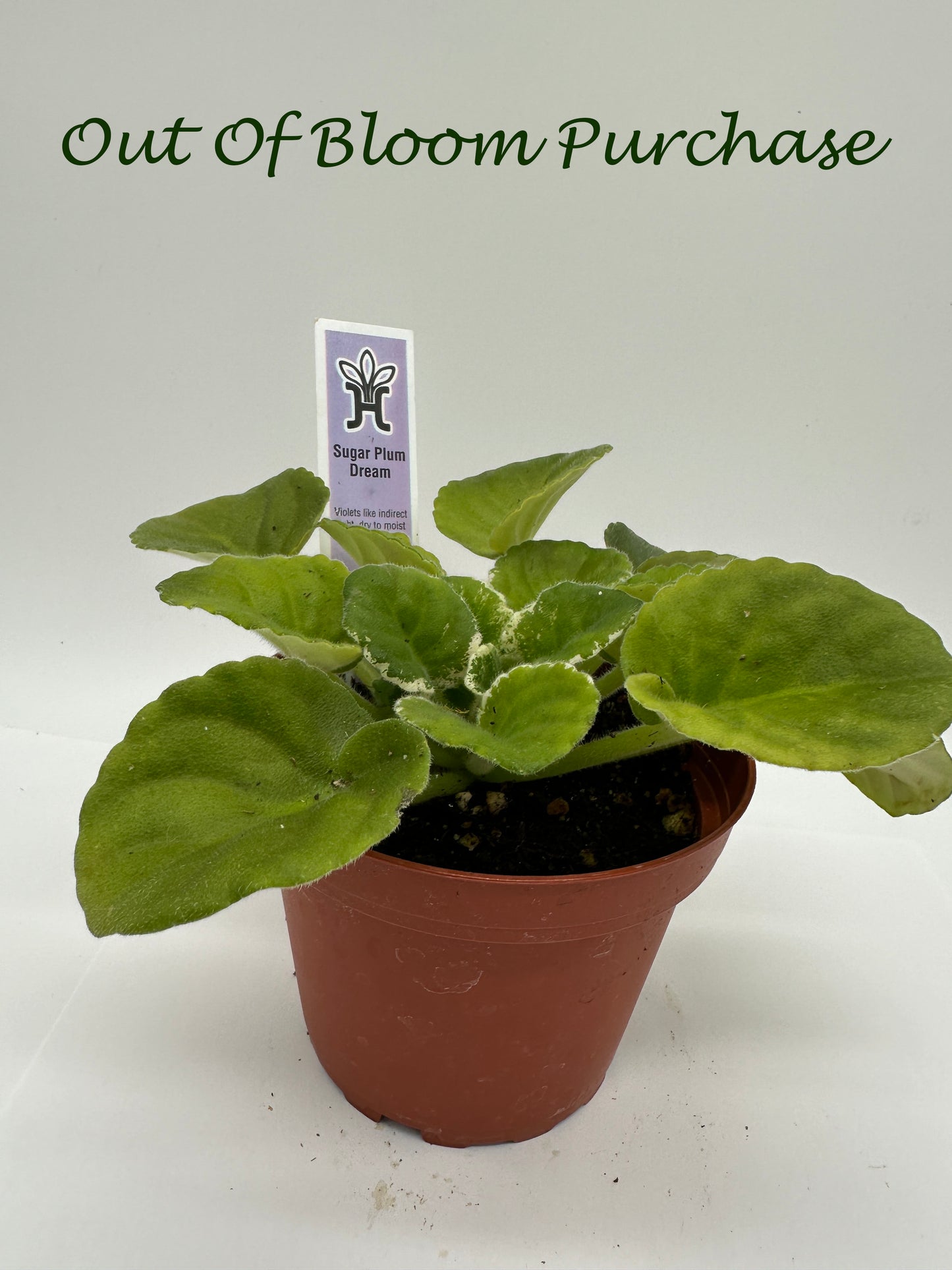 Sugar Plum Dream - Live African Violet 4"