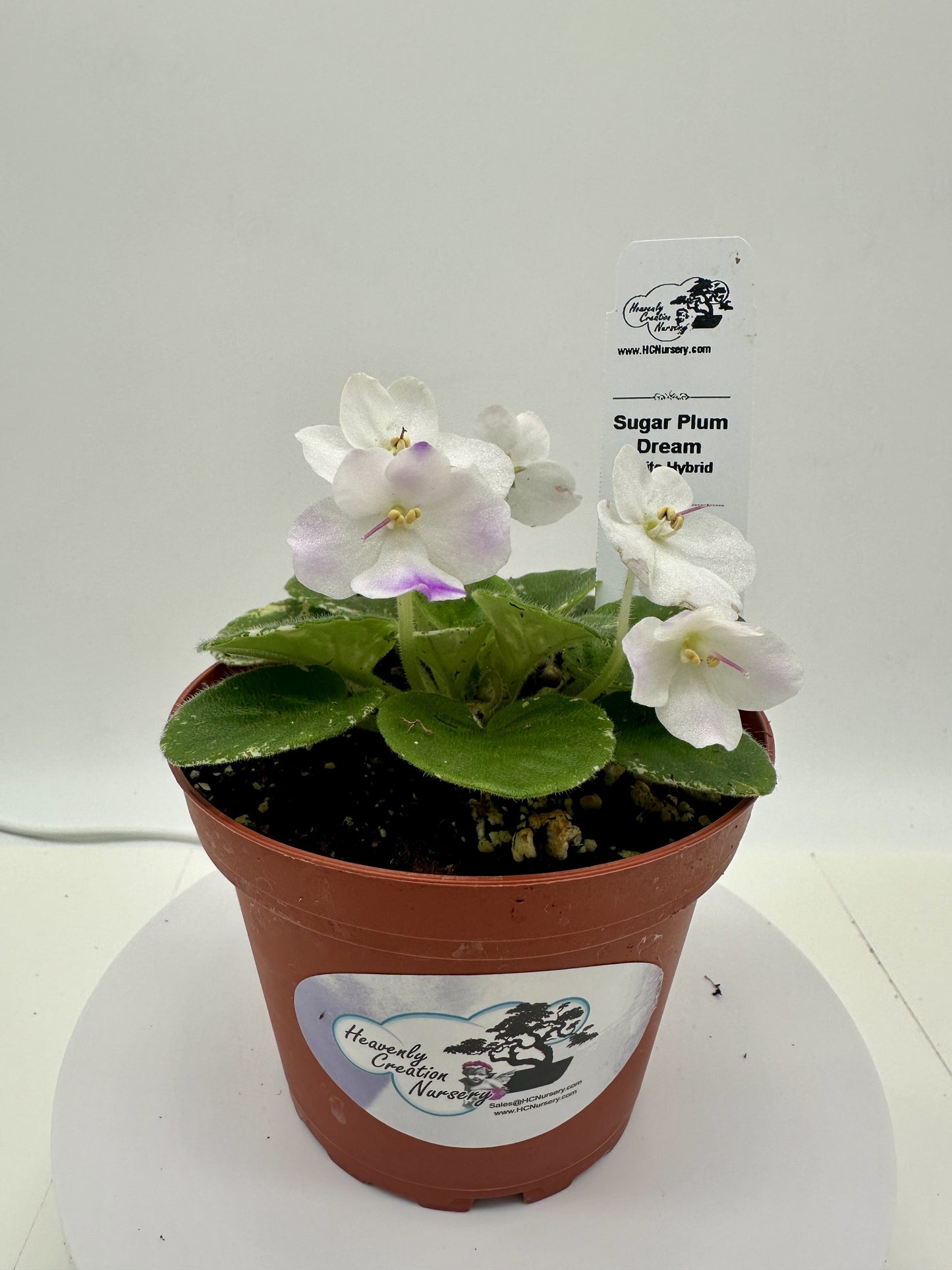Sugar Plum Dream - White Hybrid - Live African Violet 4"