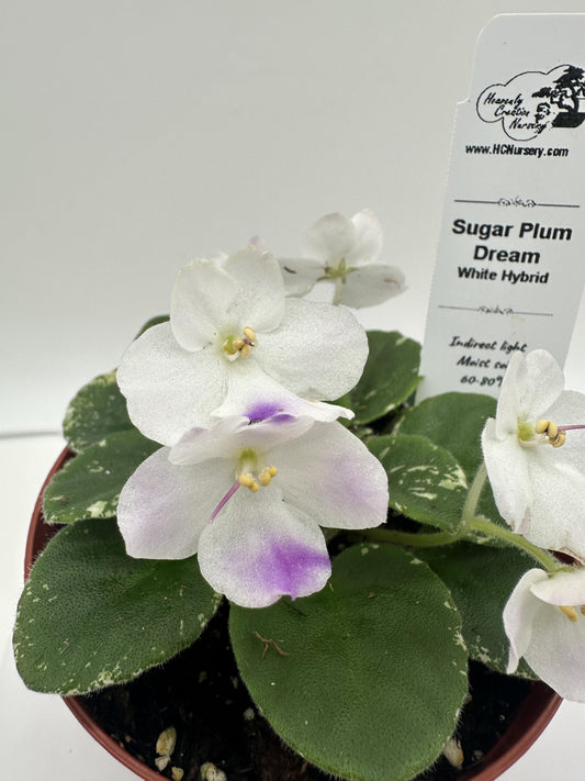 Sugar Plum Dream - White Hybrid - Live African Violet 4"