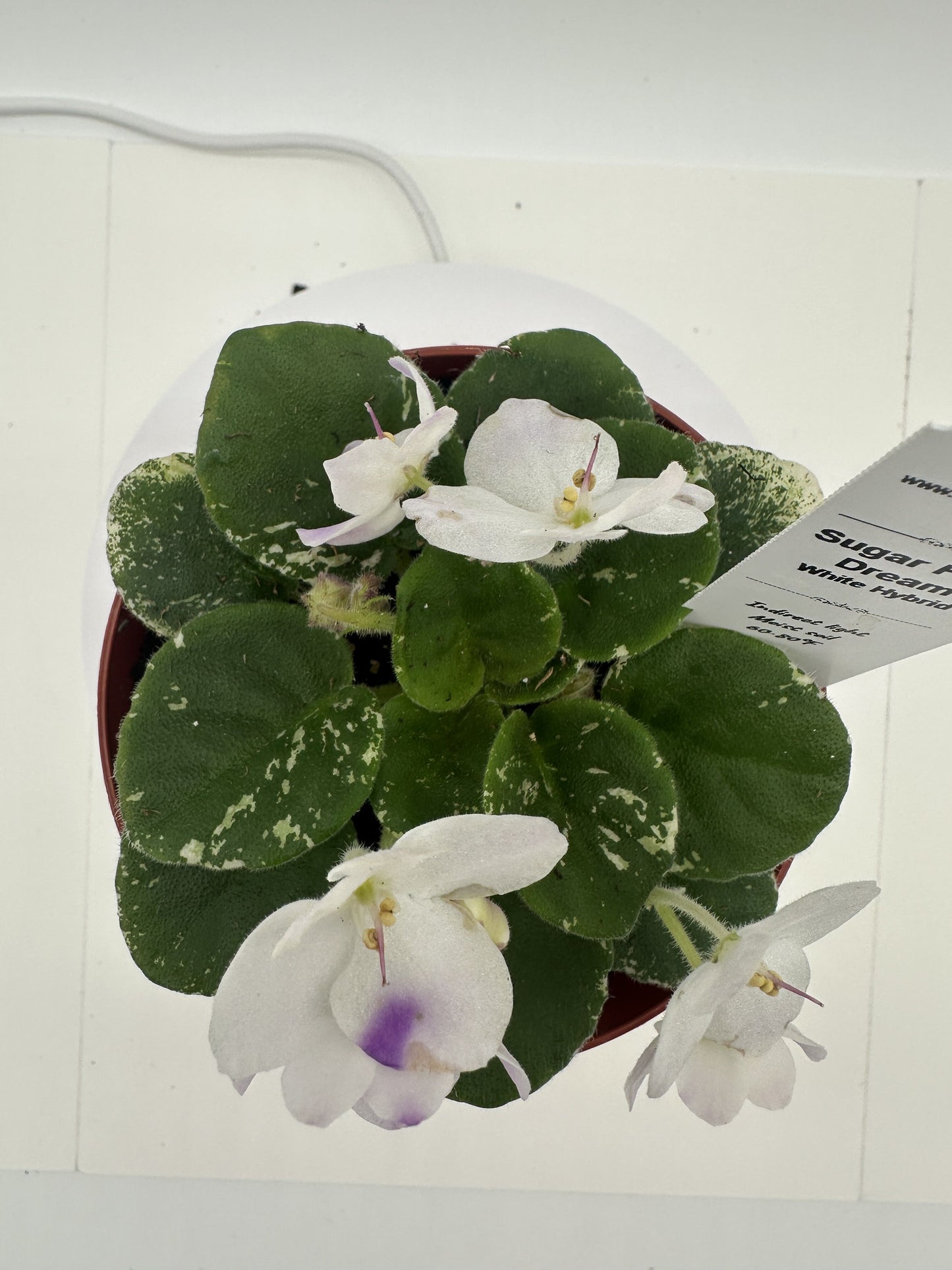 Sugar Plum Dream - White Hybrid - Live African Violet 4"