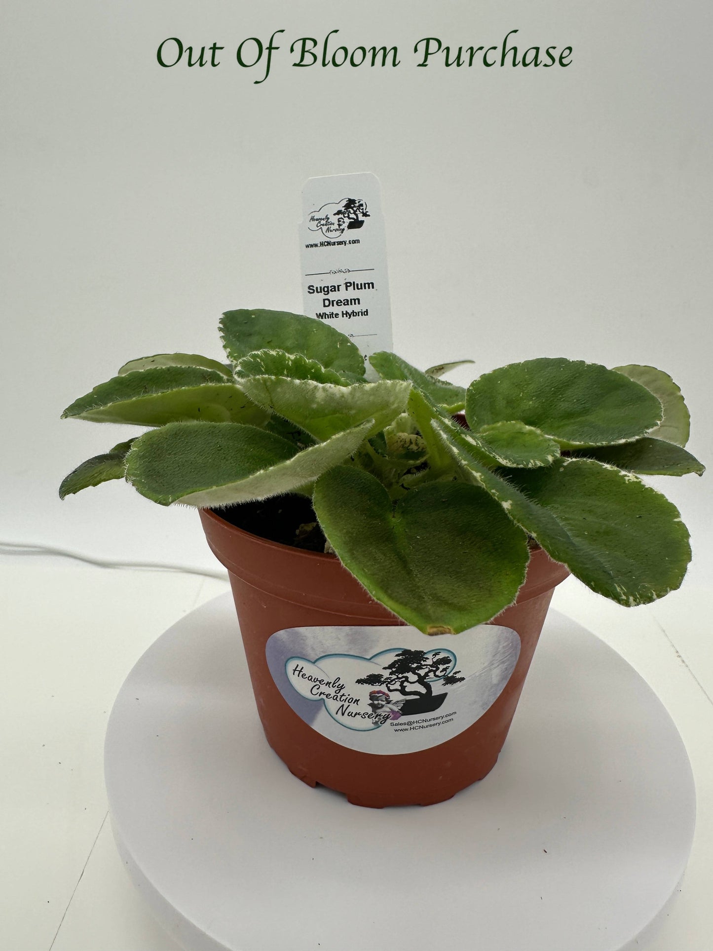 Sugar Plum Dream - White Hybrid - Live African Violet 4"
