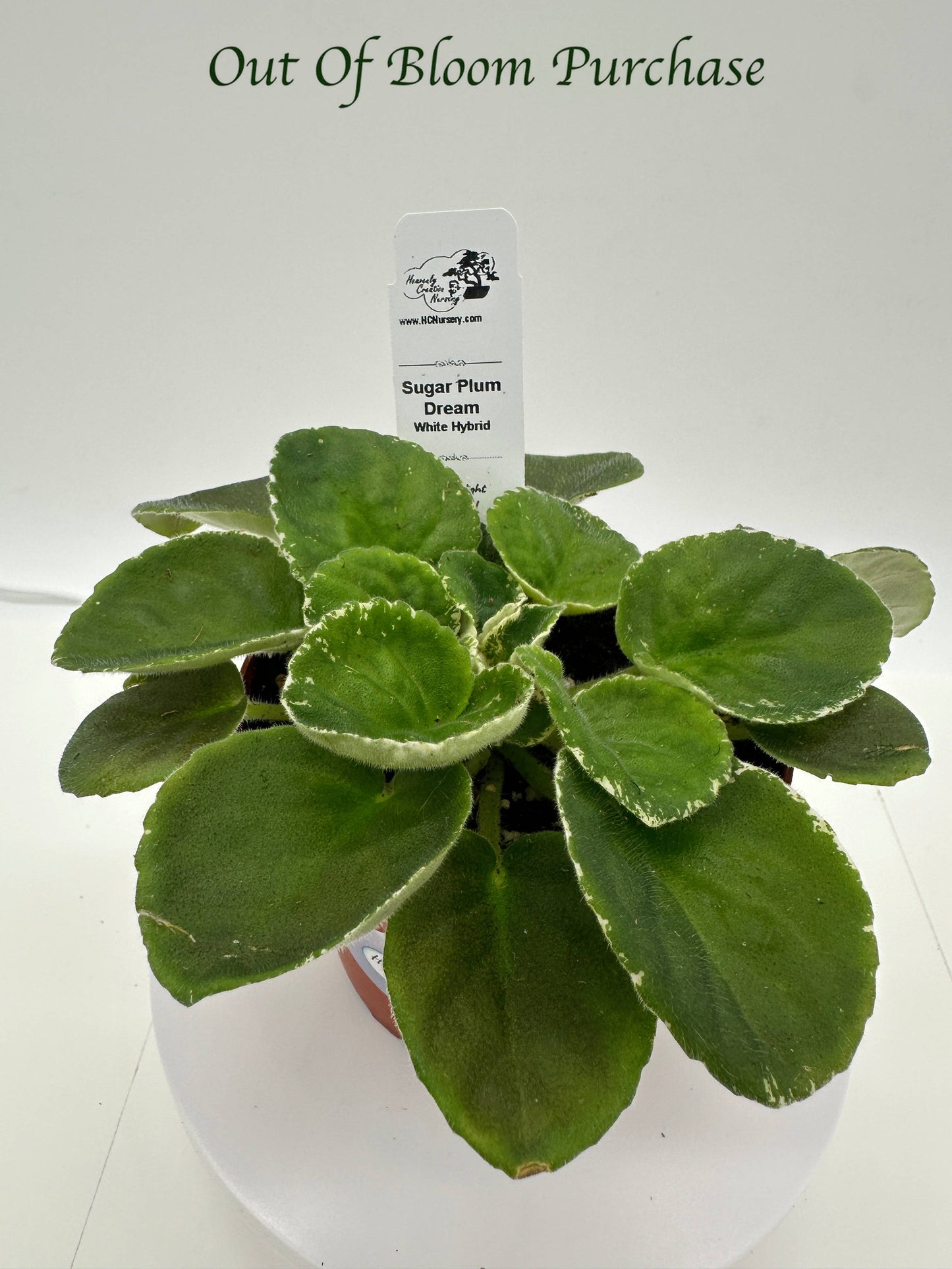 Sugar Plum Dream - White Hybrid - Live African Violet 4"