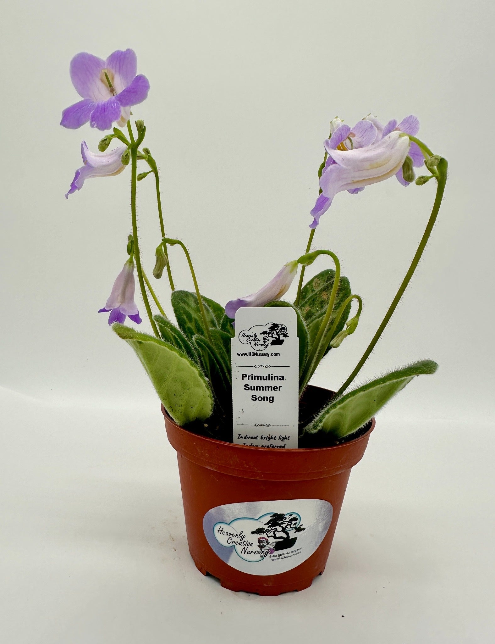 Summer Song Asian Violet (Primulina) | HCN – Heavenly Creation Nursery