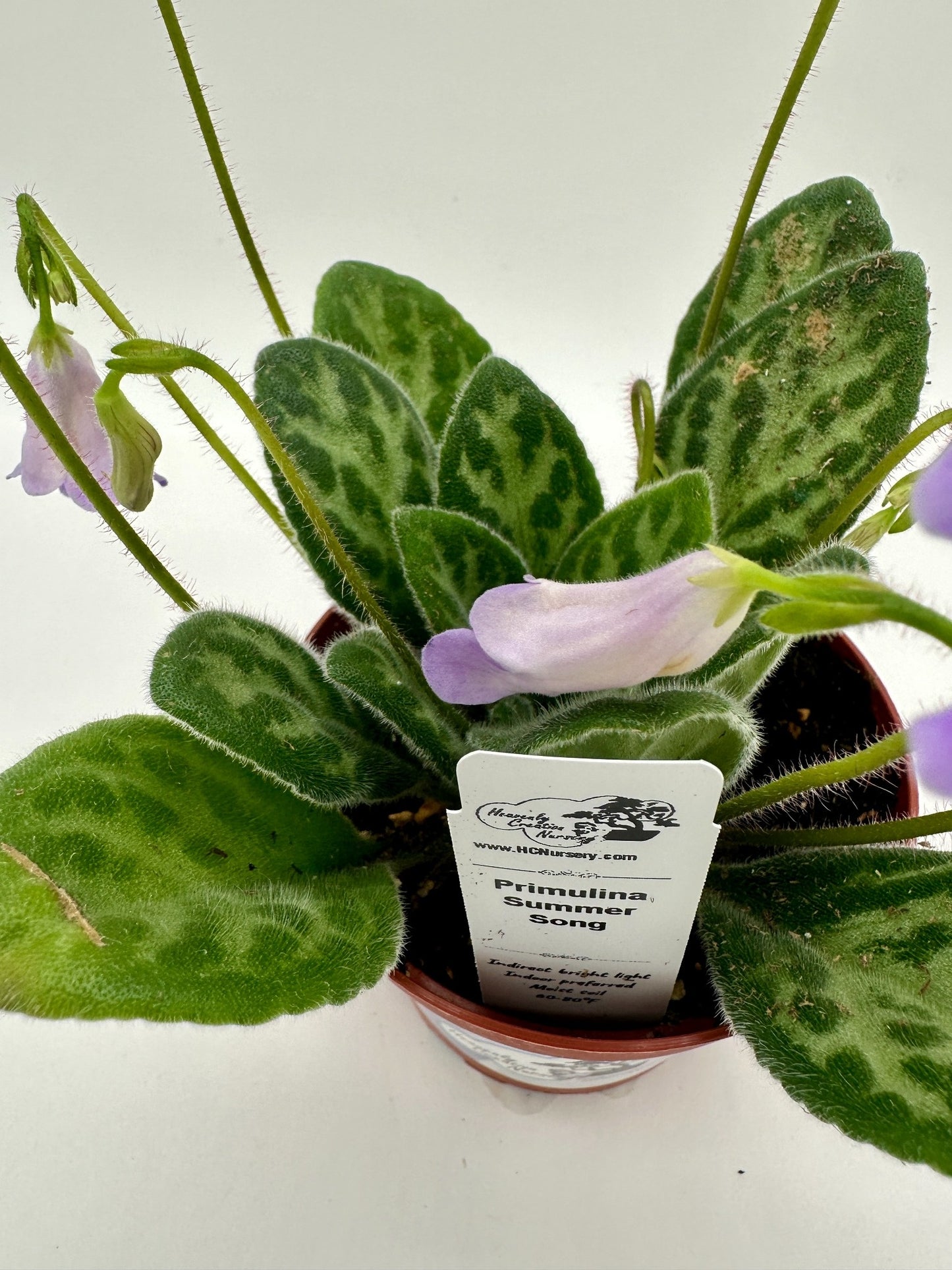 Summer Song Primulina (Asian Violet) - Live Plant 4"