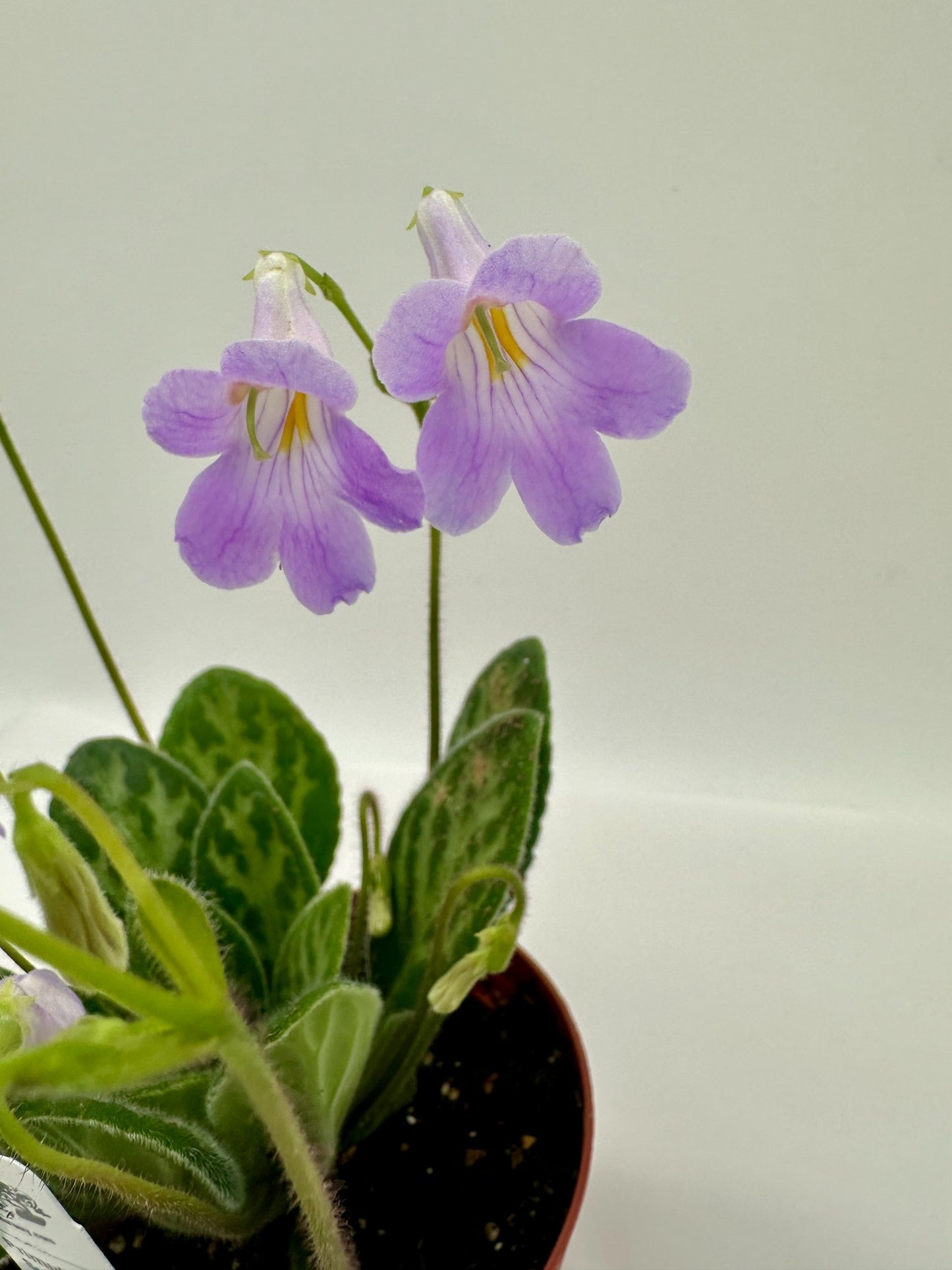 Summer Song Primulina (Asian Violet) - Live Plant 4"