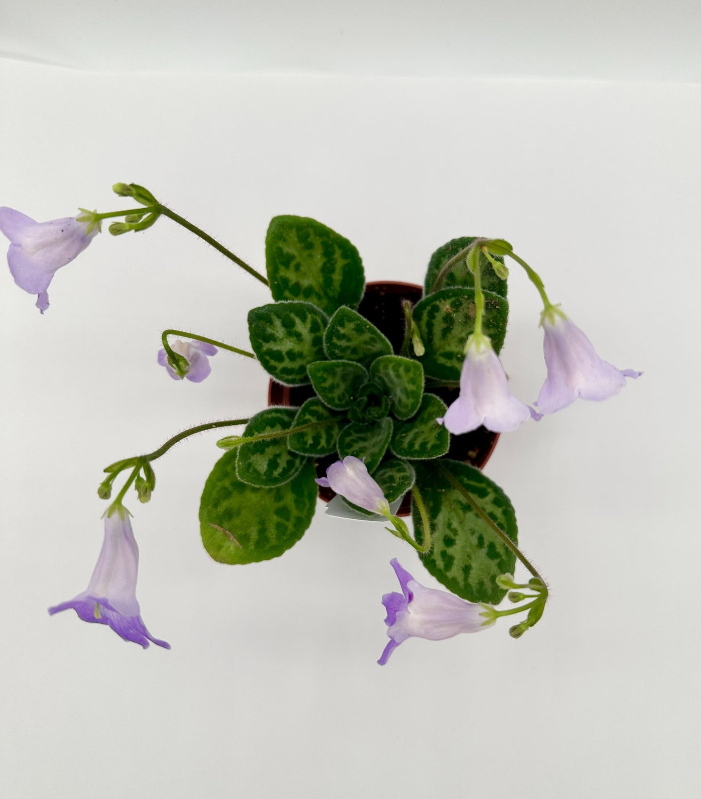 Summer Song Primulina (Asian Violet) - Live Plant 4"