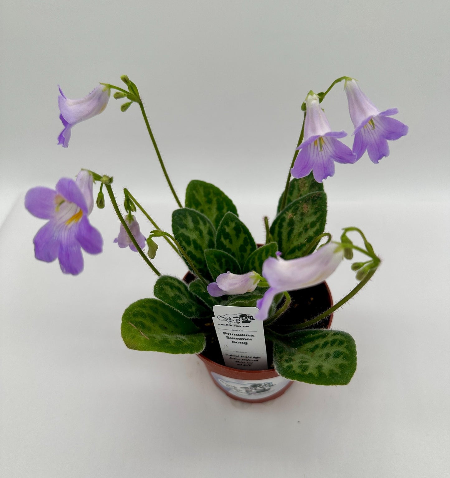 Summer Song Primulina (Asian Violet) - Live Plant 4"