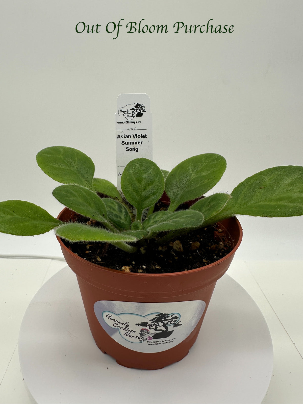 Summer Song Asian Violet (Primulina) - Live Plant 4"