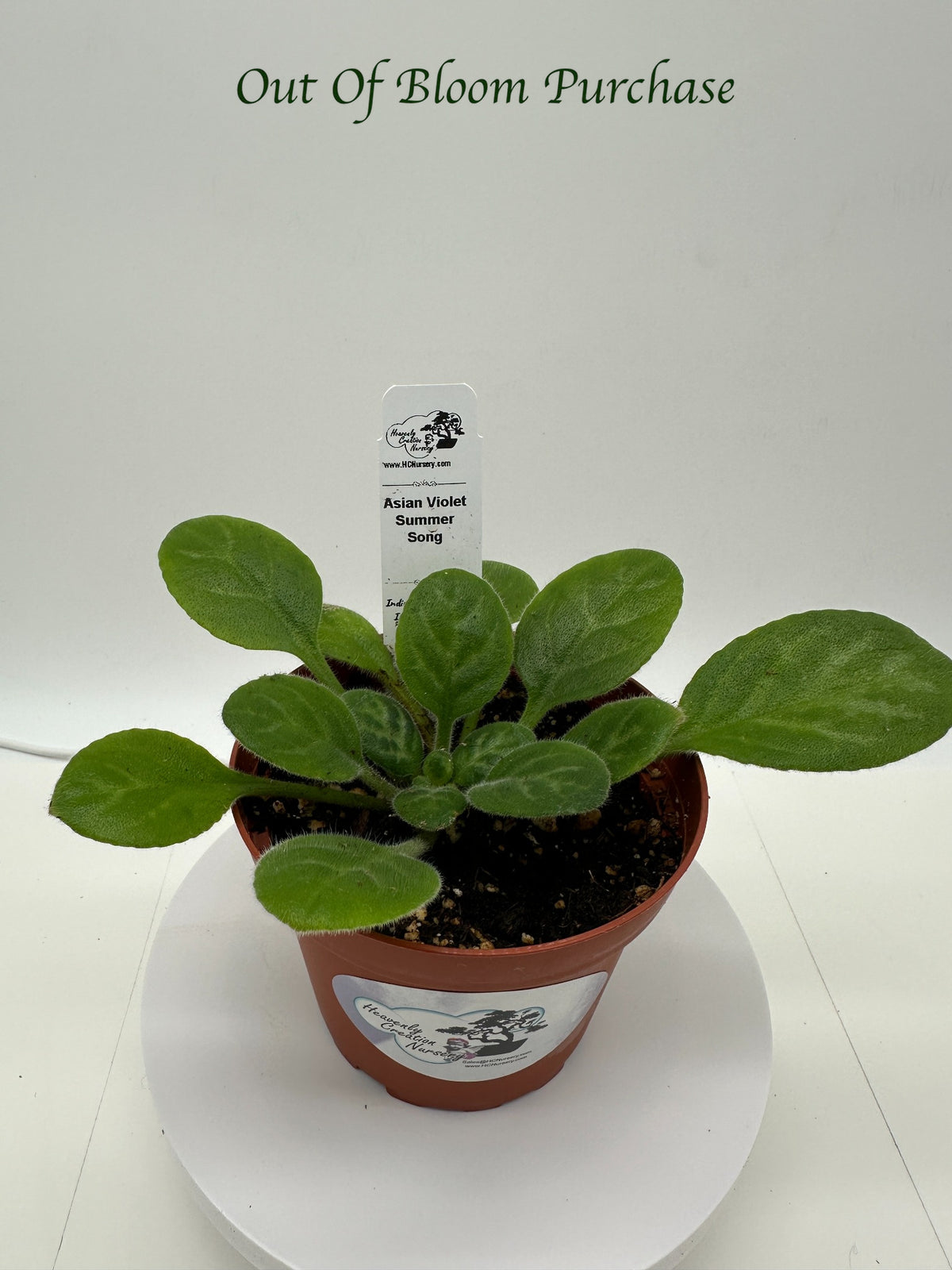 Summer Song Asian Violet (Primulina) - Live Plant 4"