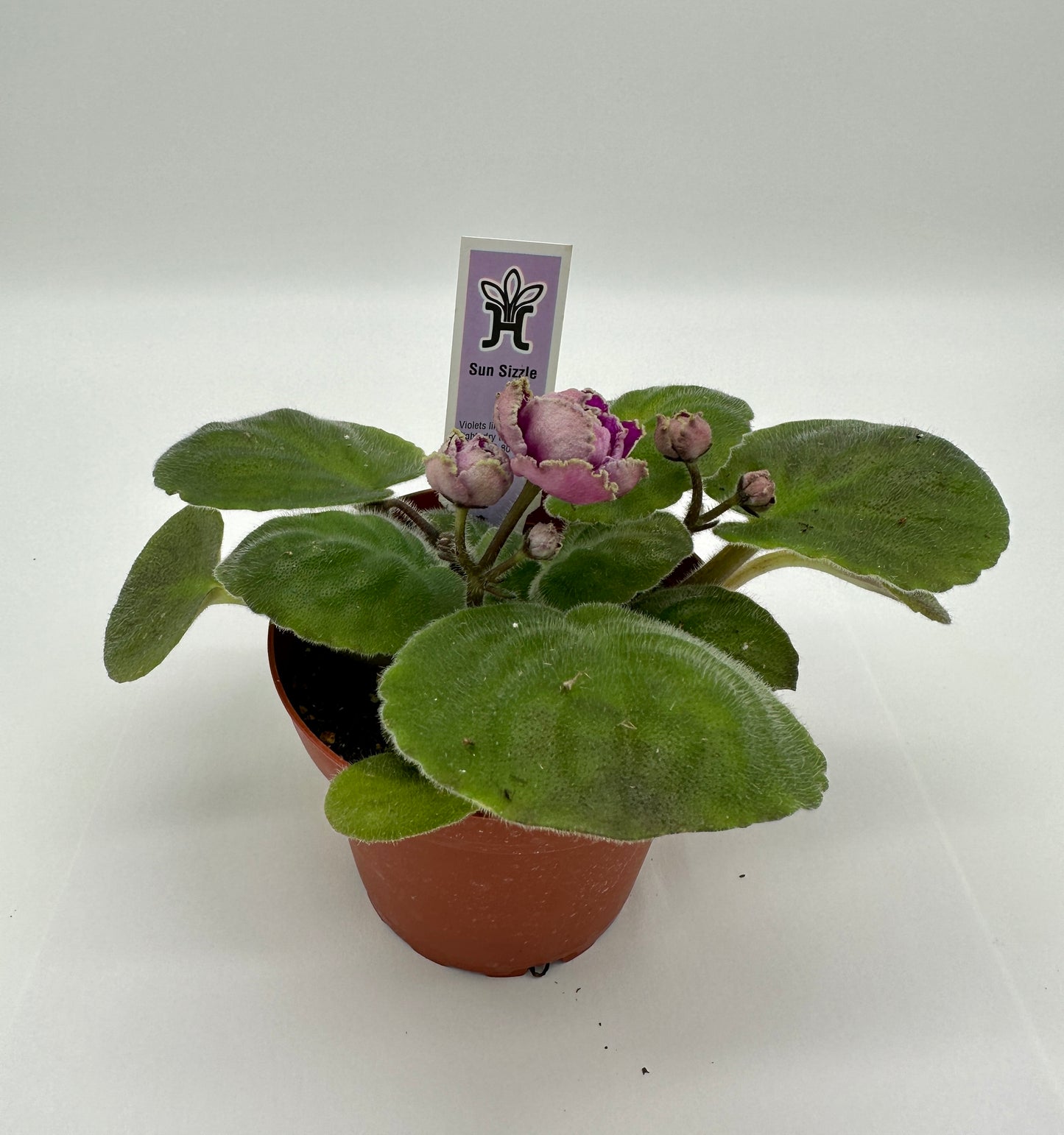 Sun Sizzle - Live African Violet 4"