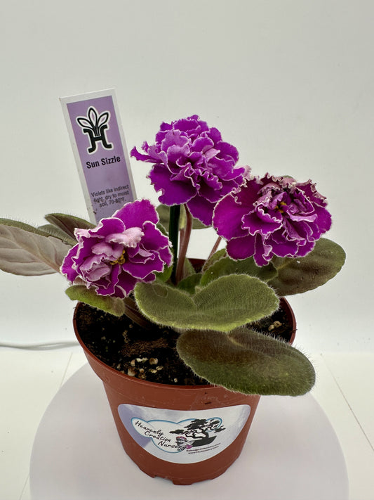 Sun Sizzle - Live African Violet 4"