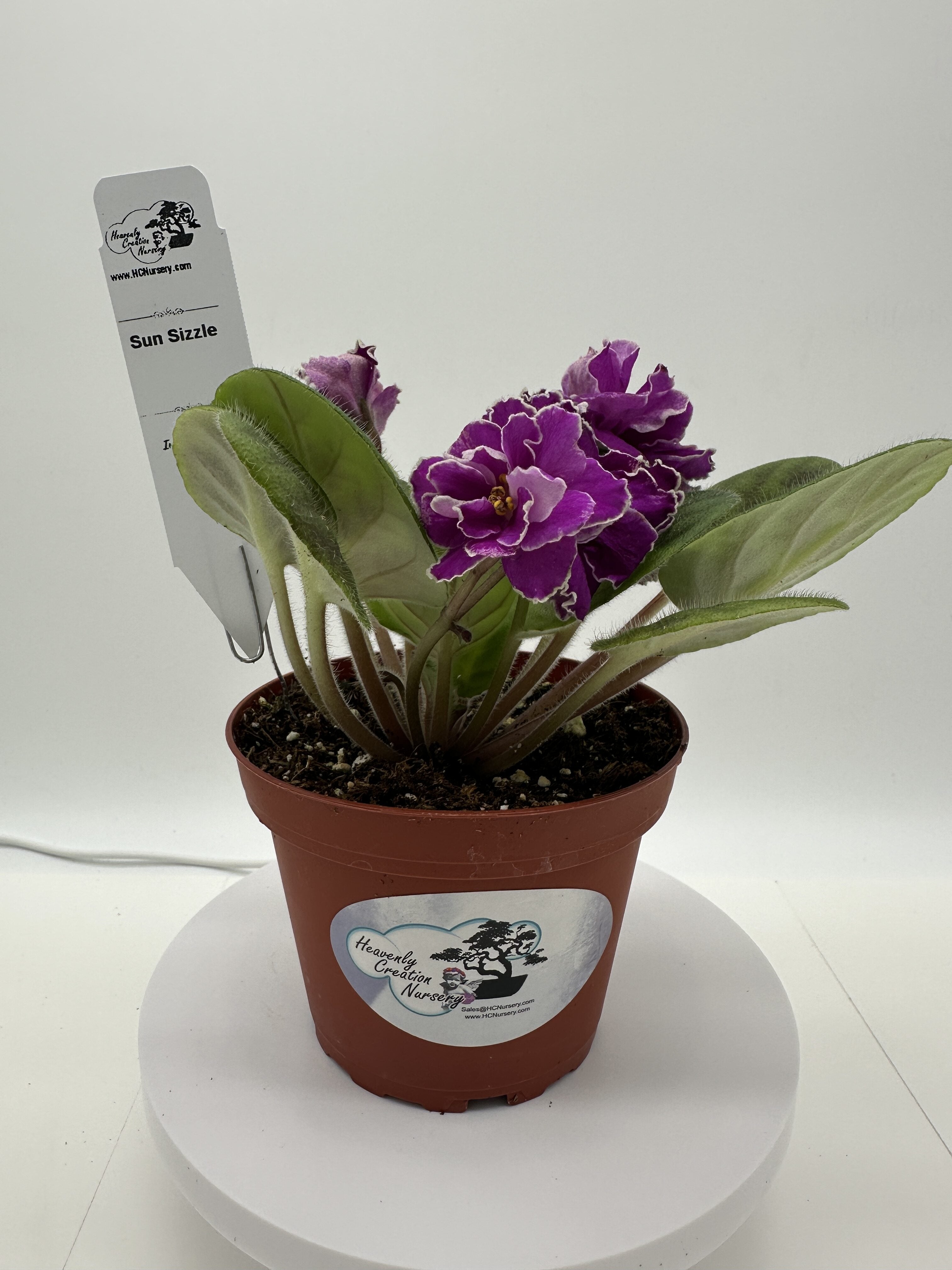 Sun Sizzle - Live African Violet 4