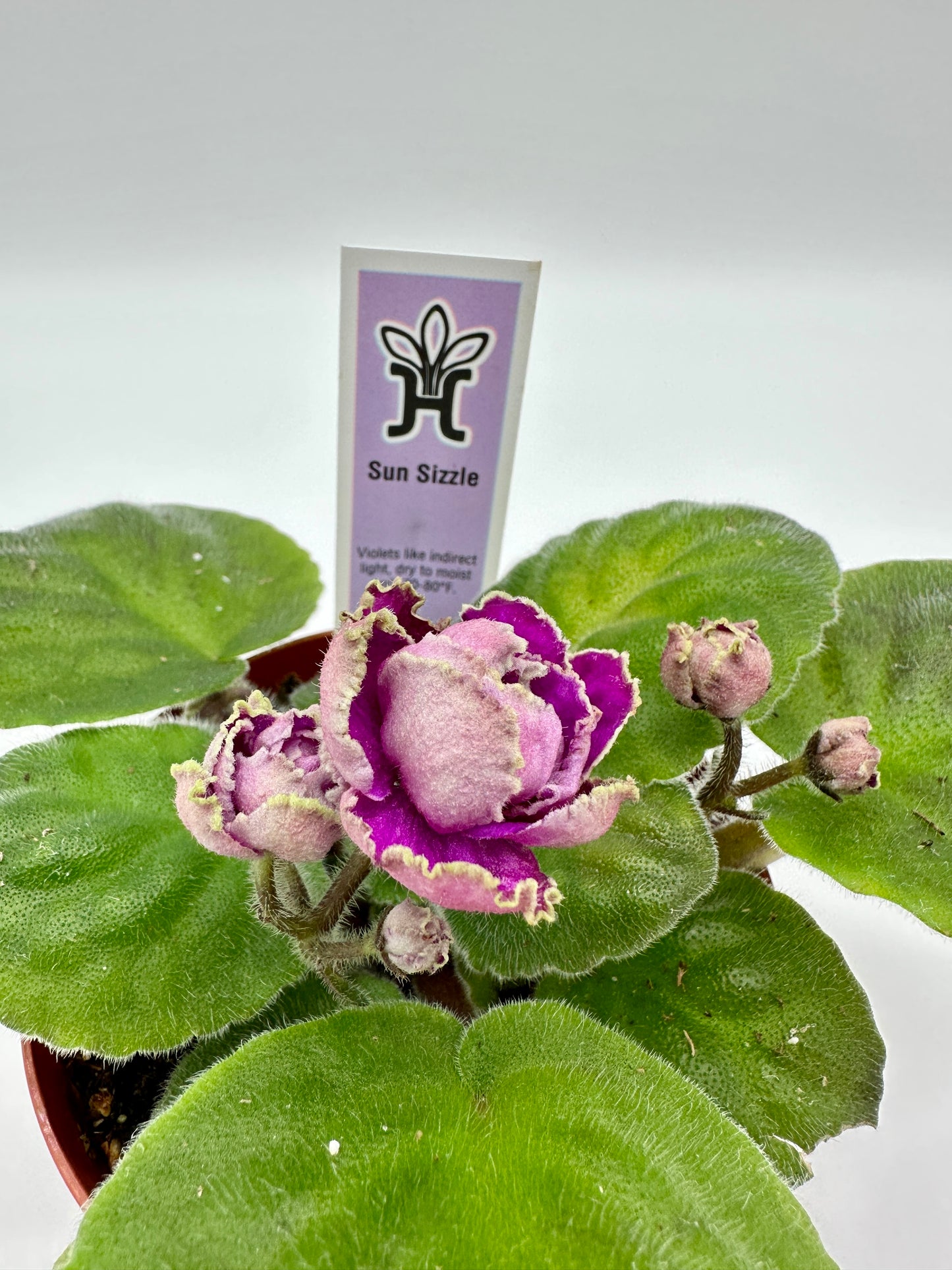 Sun Sizzle - Live African Violet 4"