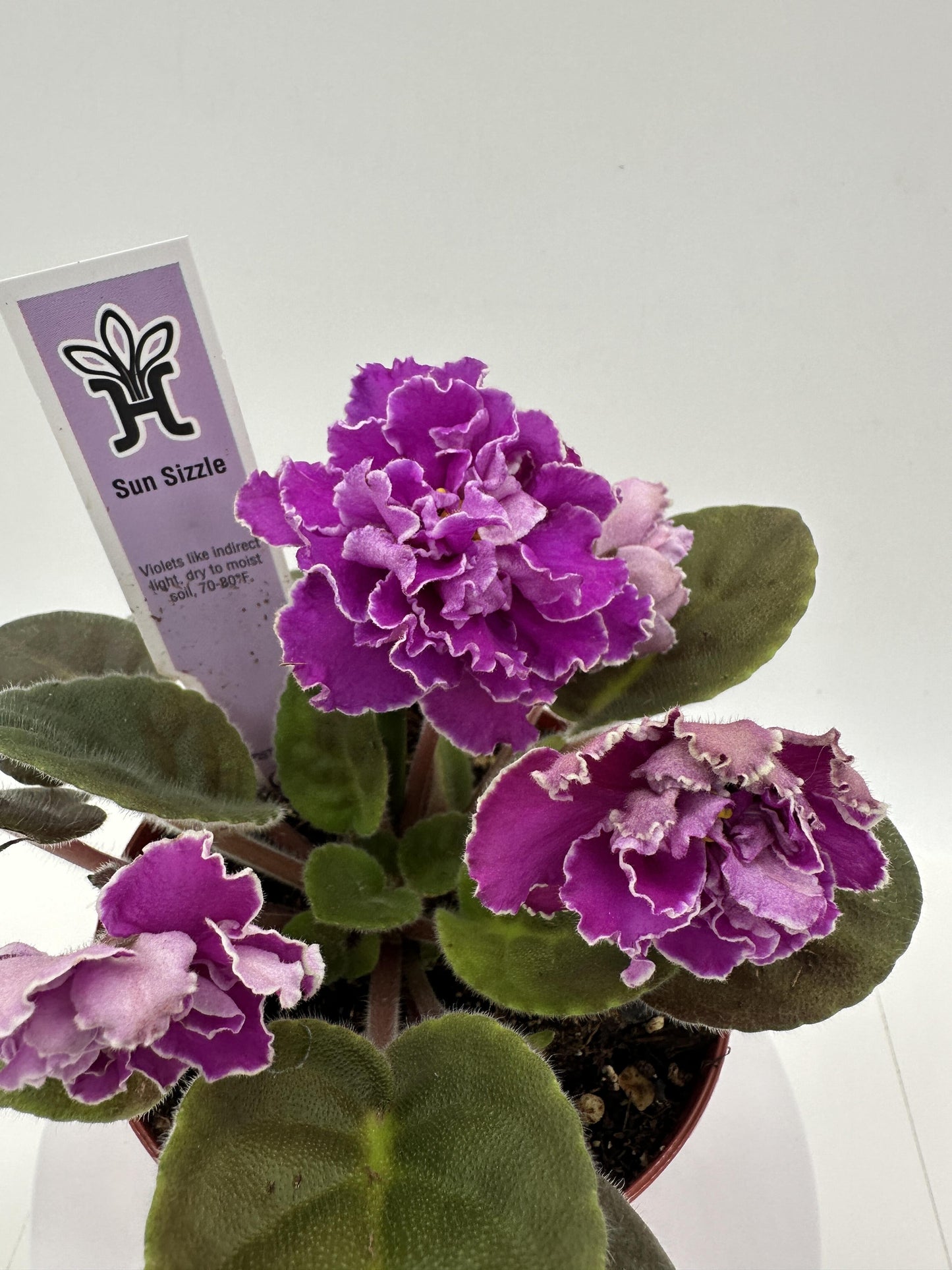 Sun Sizzle - Live African Violet 4"