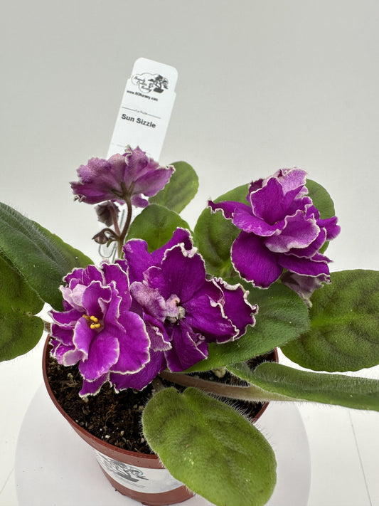Sun Sizzle - Live African Violet 4"