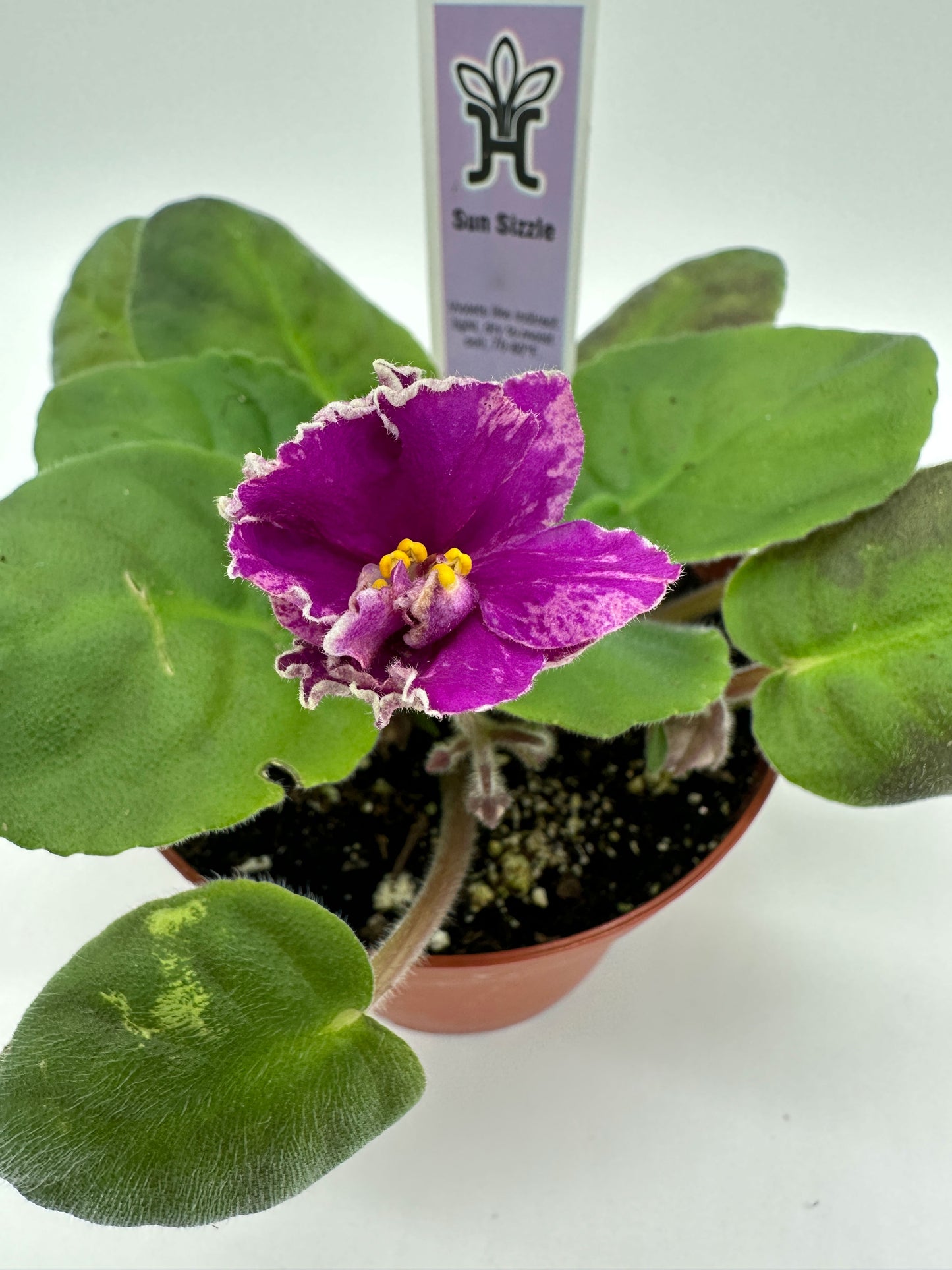 Sun Sizzle - Live African Violet 4"