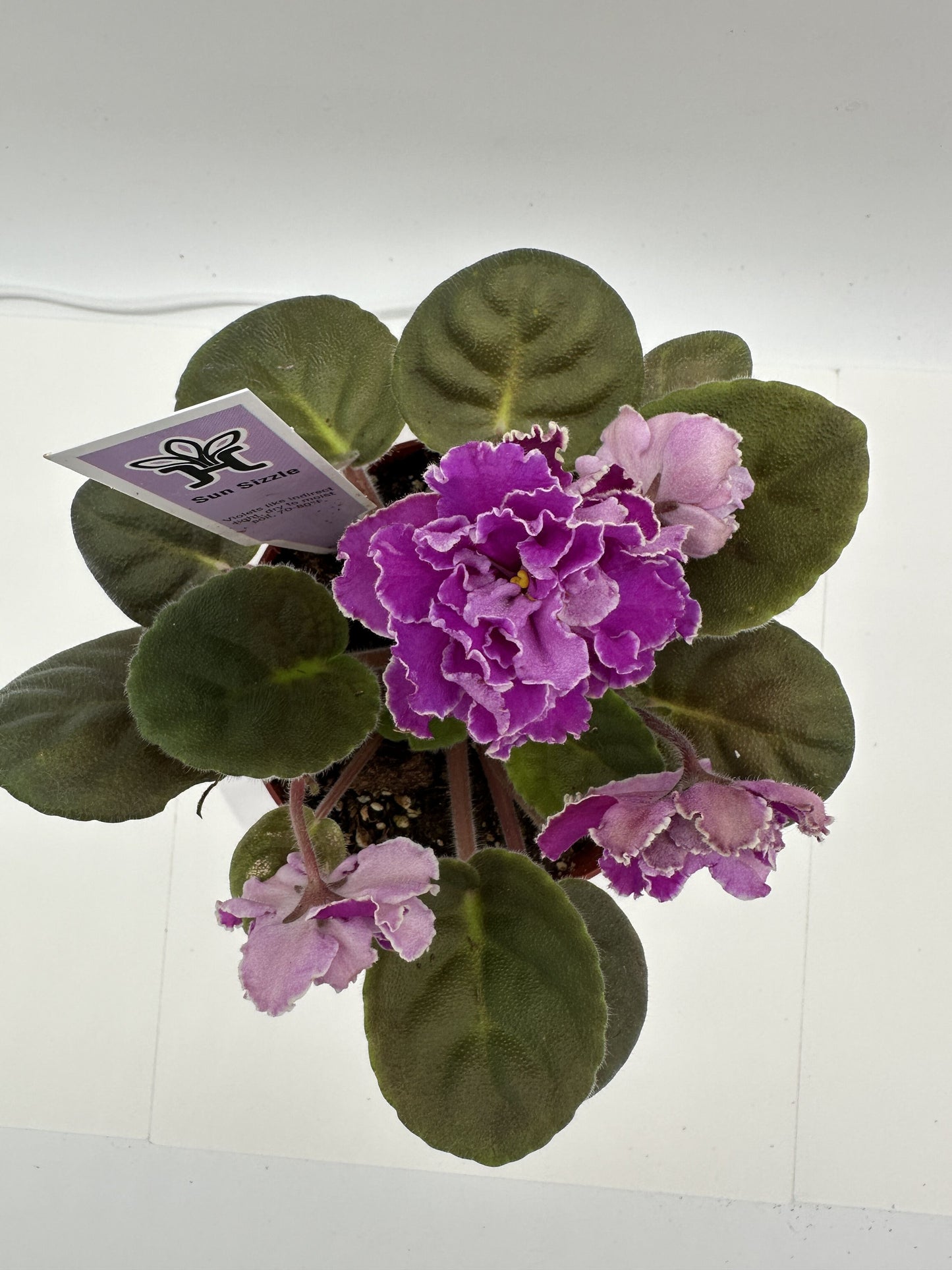 Sun Sizzle - Live African Violet 4"