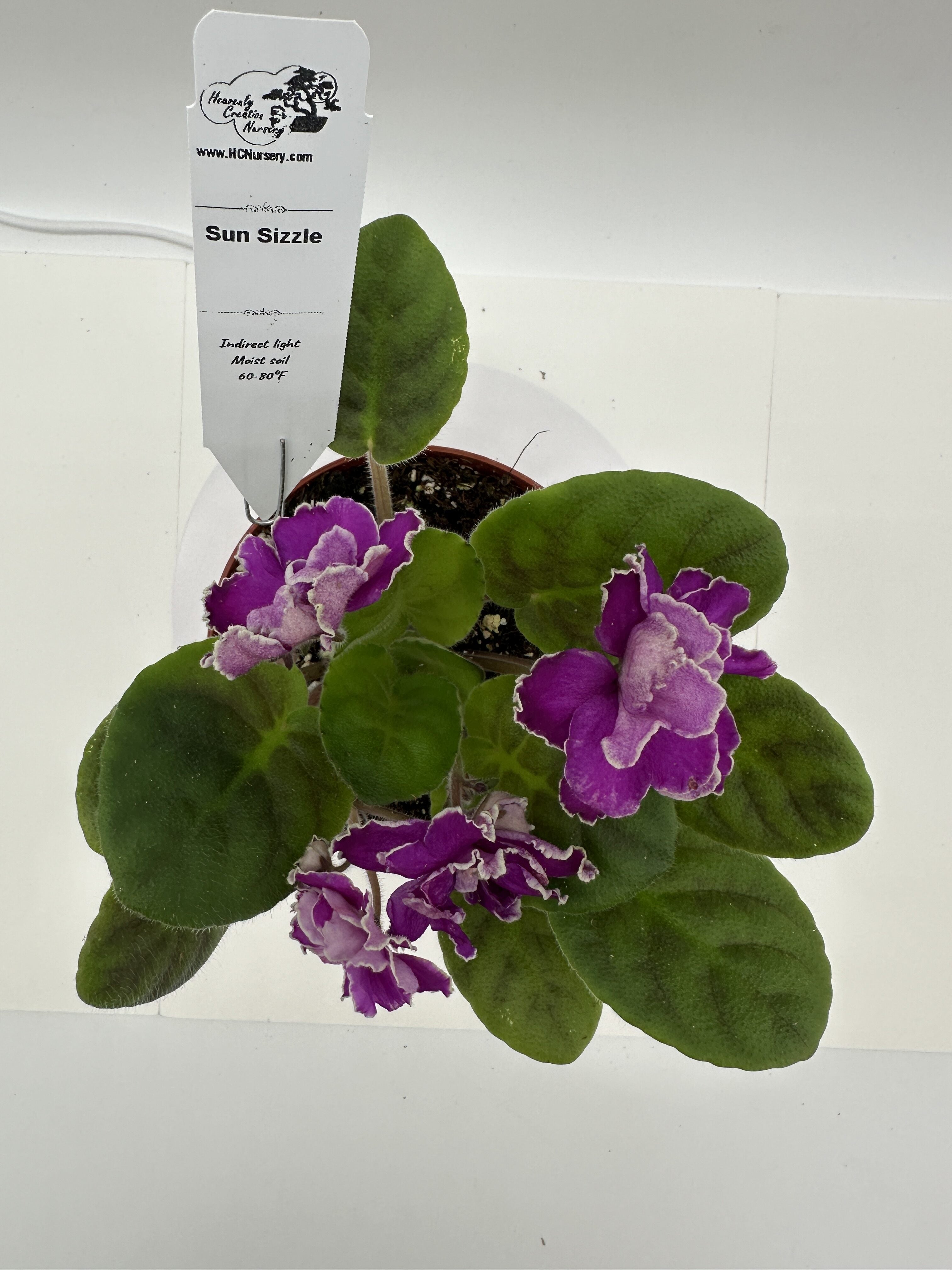 Sun Sizzle - Live African Violet 4