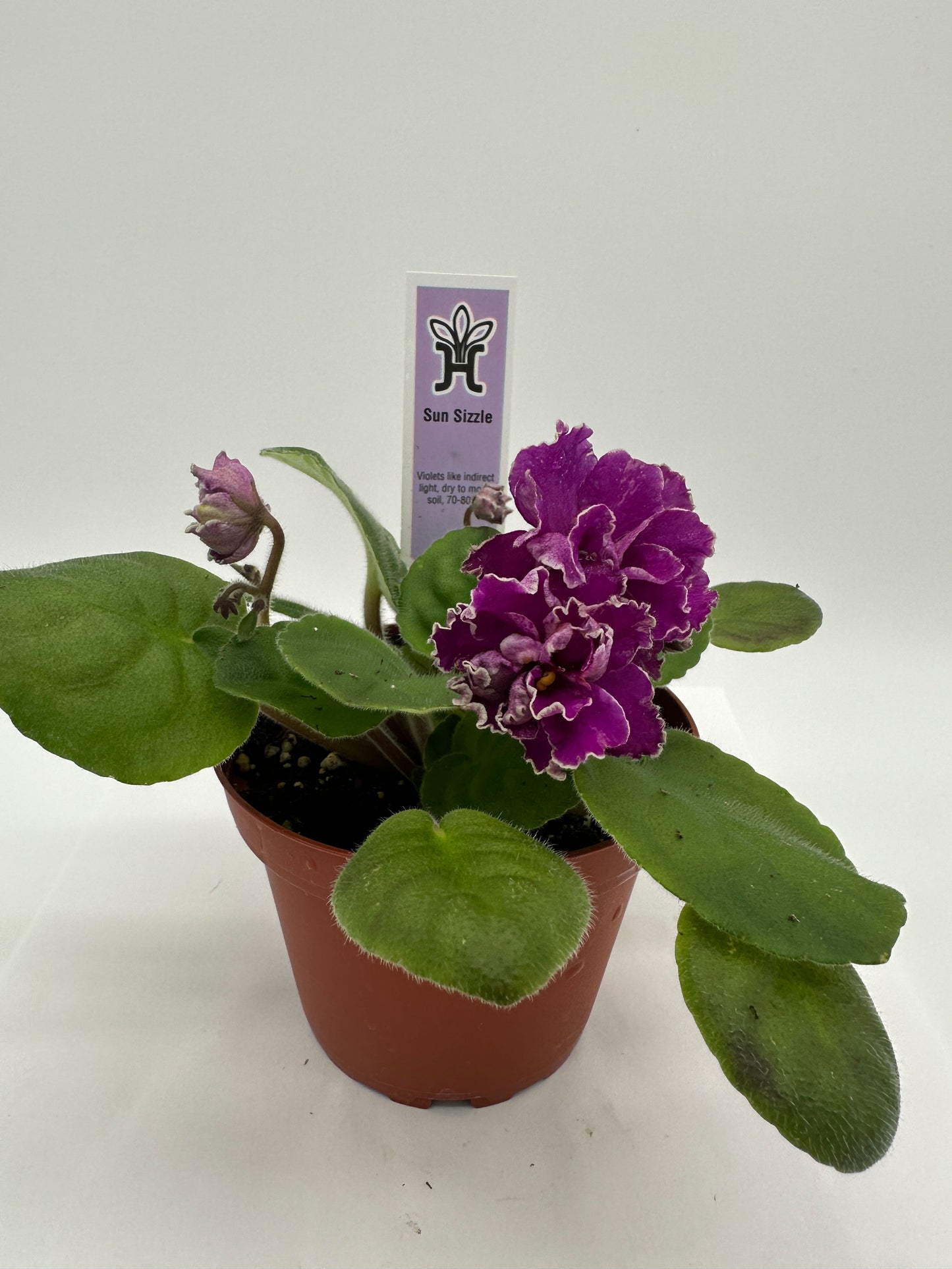 Sun Sizzle - Live African Violet 4"