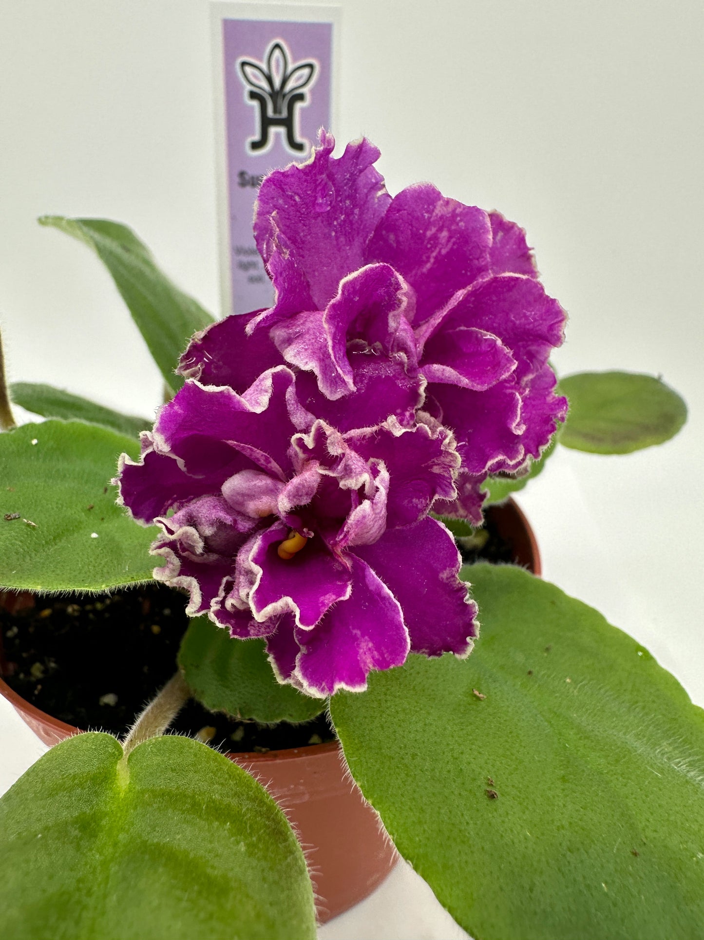 Sun Sizzle - Live African Violet 4"