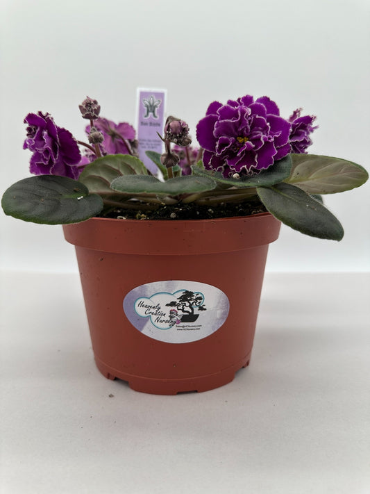 Sun Sizzle - Live African Violet 6"