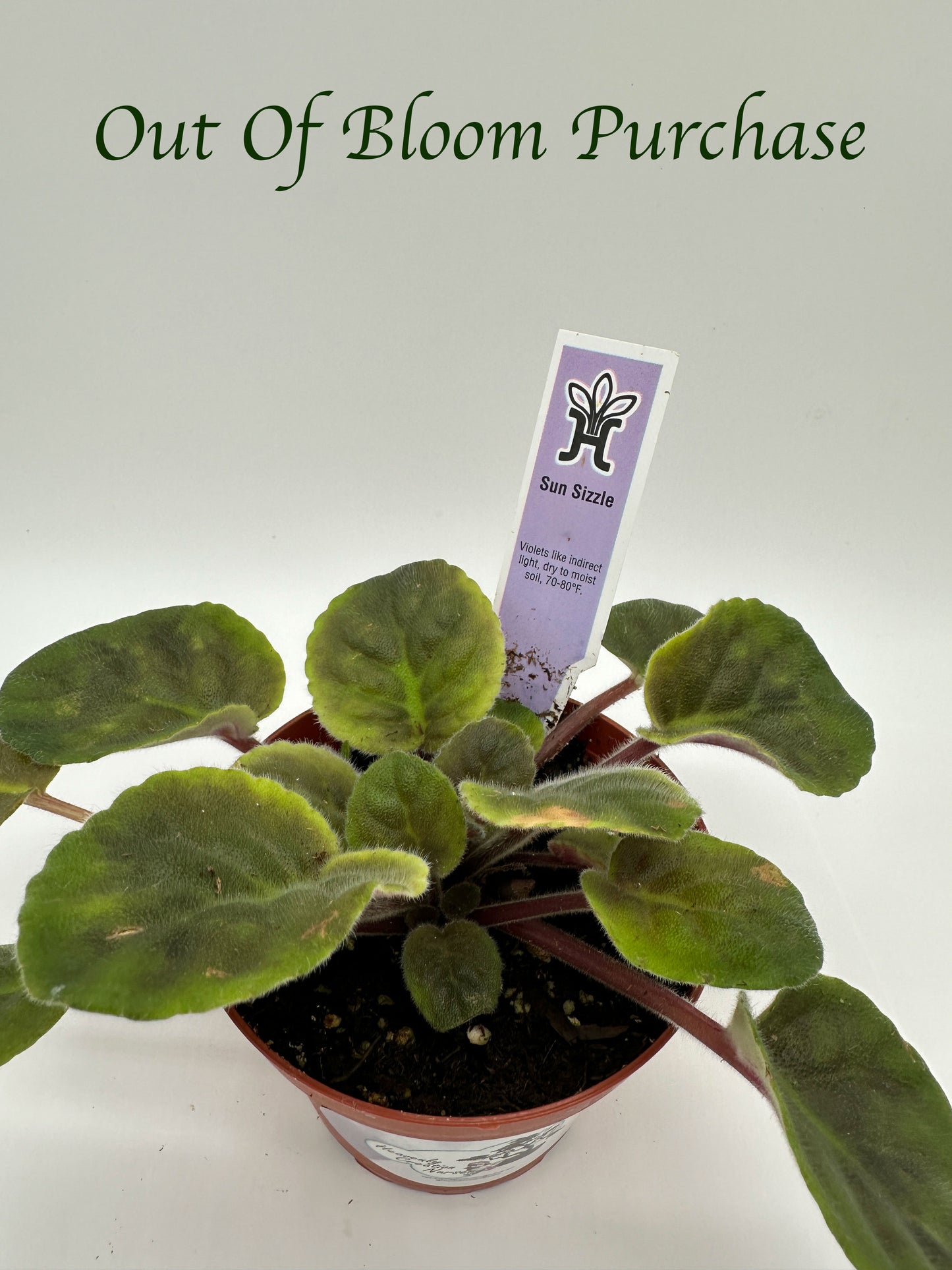 Sun Sizzle - Live African Violet 4"