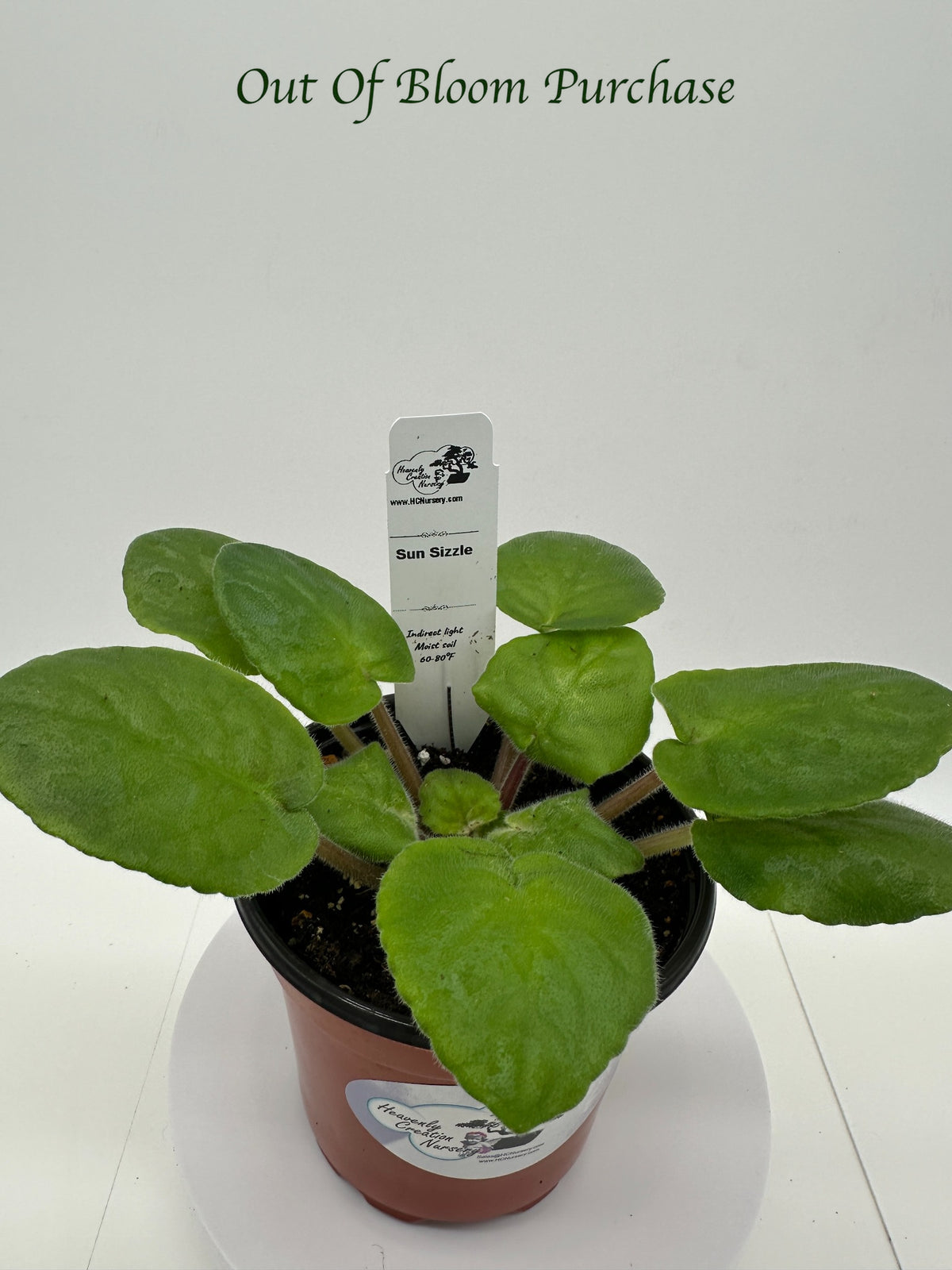 Sun Sizzle - Live African Violet 4"
