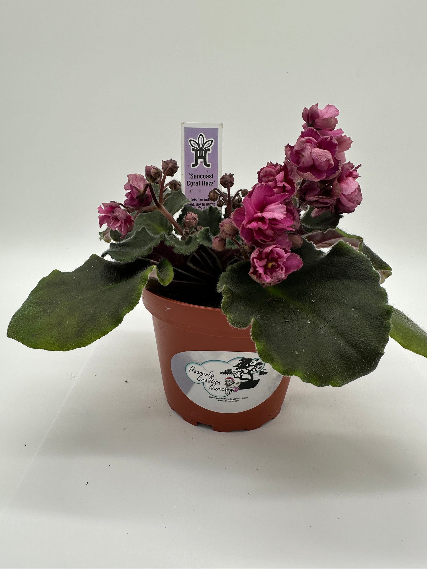 Suncoast Coral Razz - Live African Violet 4"