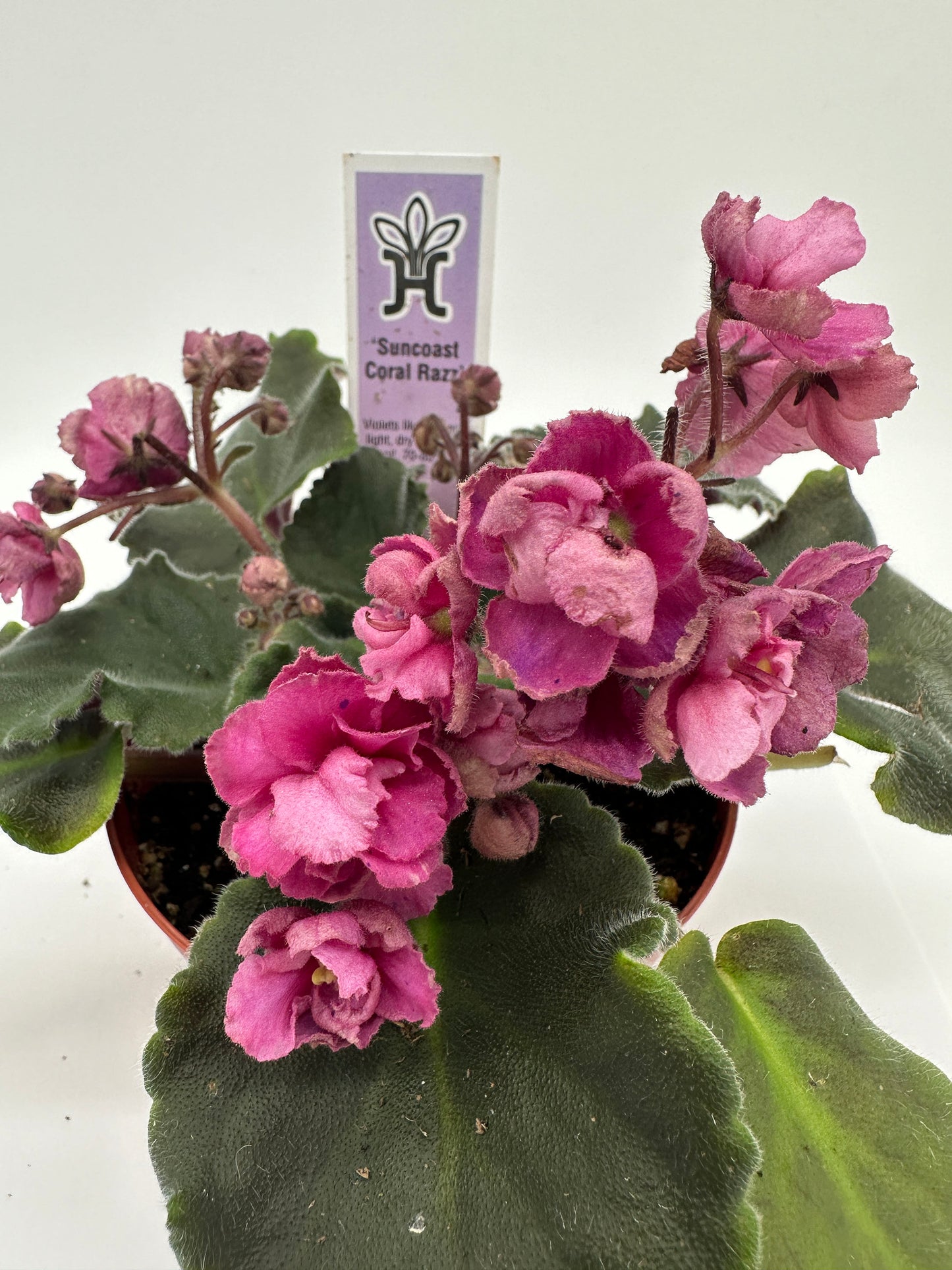 Suncoast Coral Razz - Live African Violet 4"