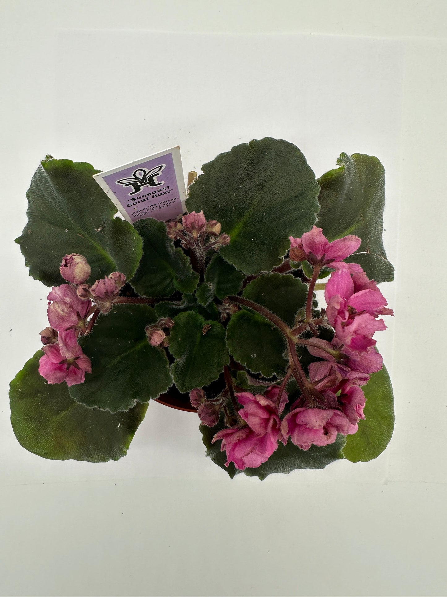 Suncoast Coral Razz - Live African Violet 4"