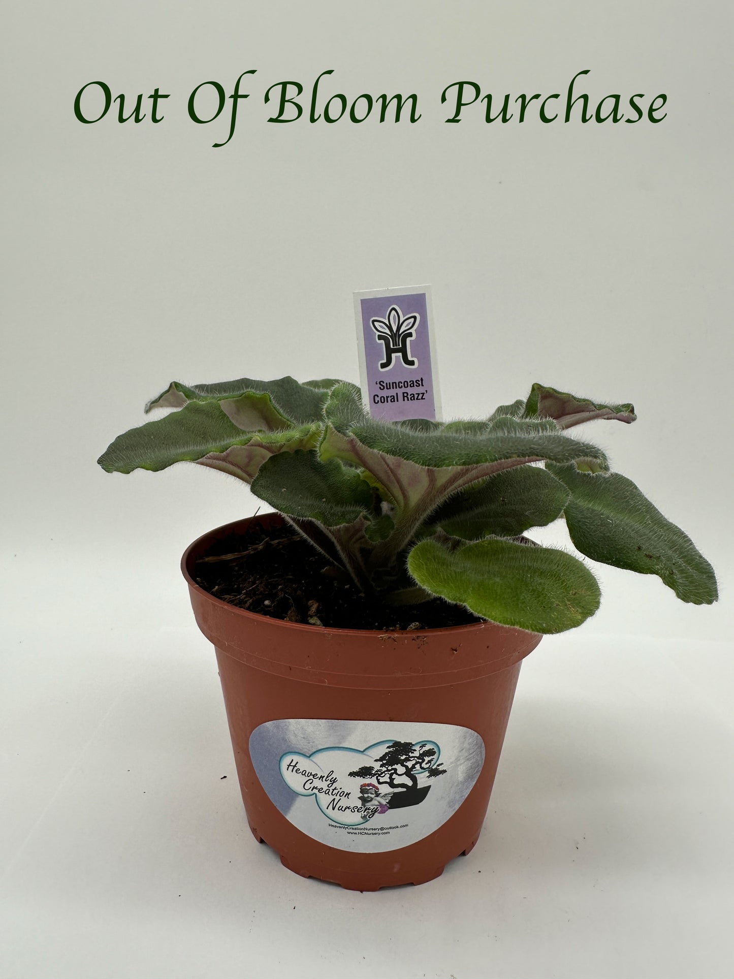 Suncoast Coral Razz - Live African Violet 4"