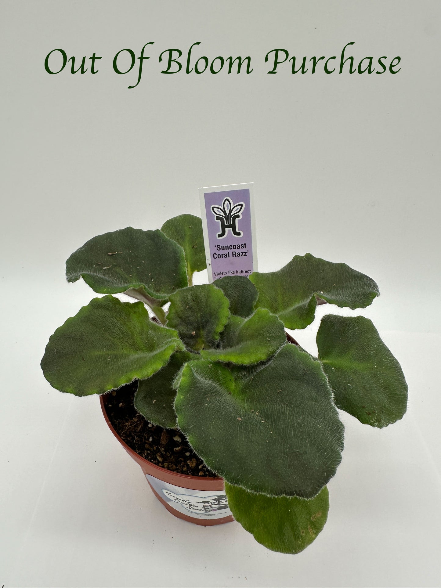 Suncoast Coral Razz - Live African Violet 4"